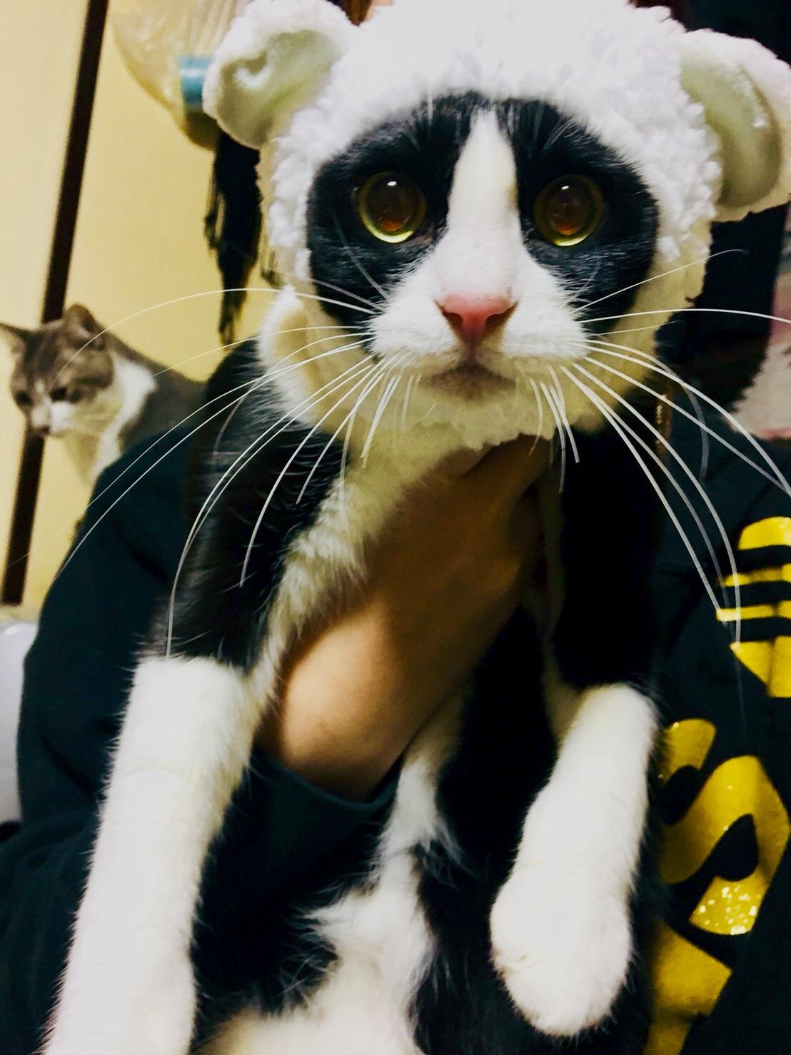 わんにゃんサイトの猫の写真