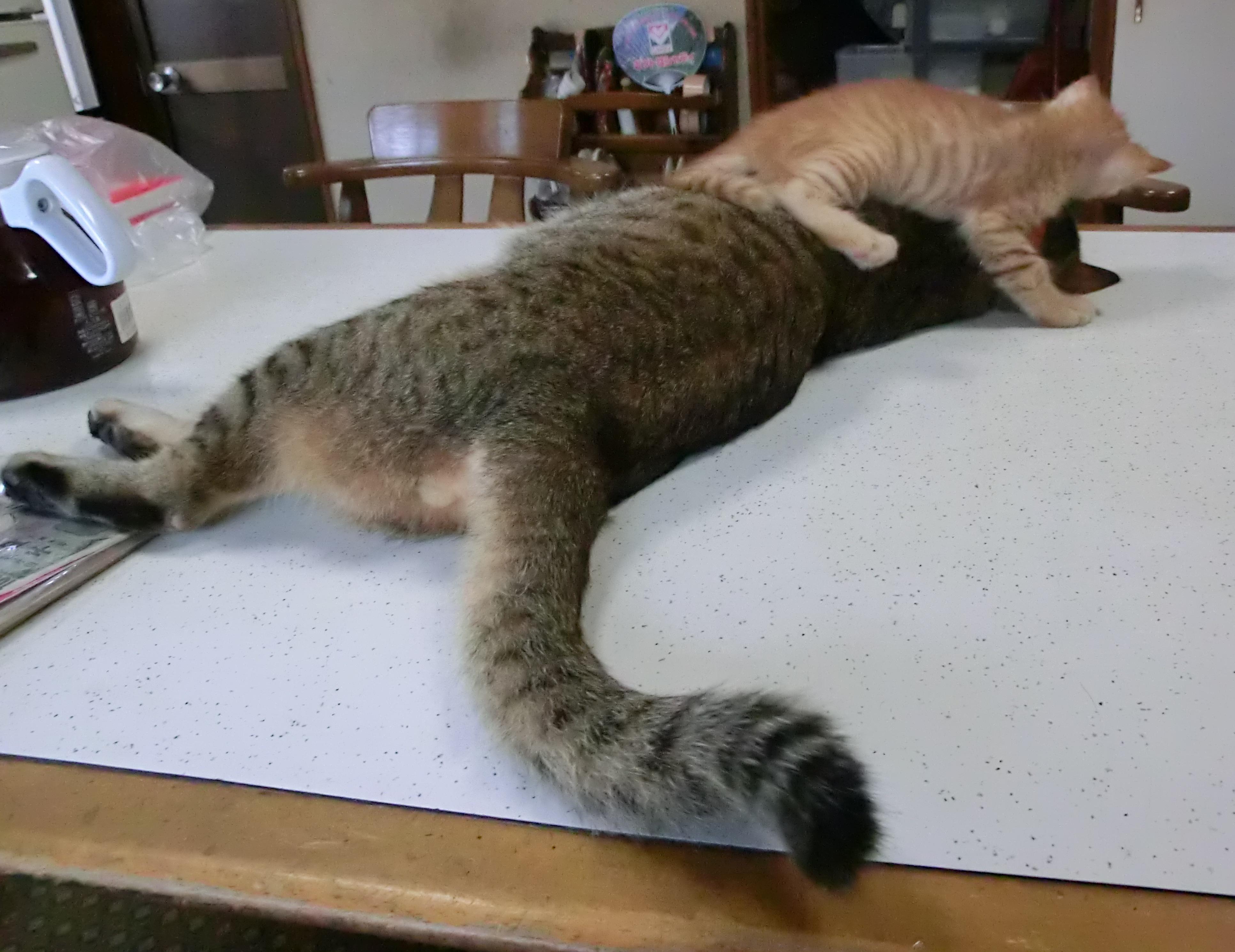 わんにゃんサイトの猫の写真