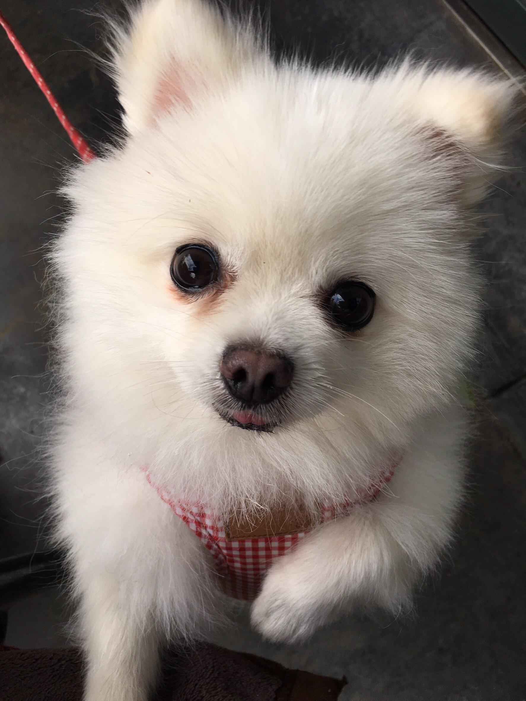 わんにゃんサイトの犬の写真