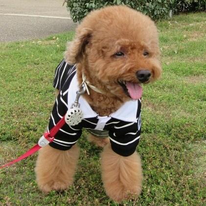 わんにゃんサイトの犬の写真