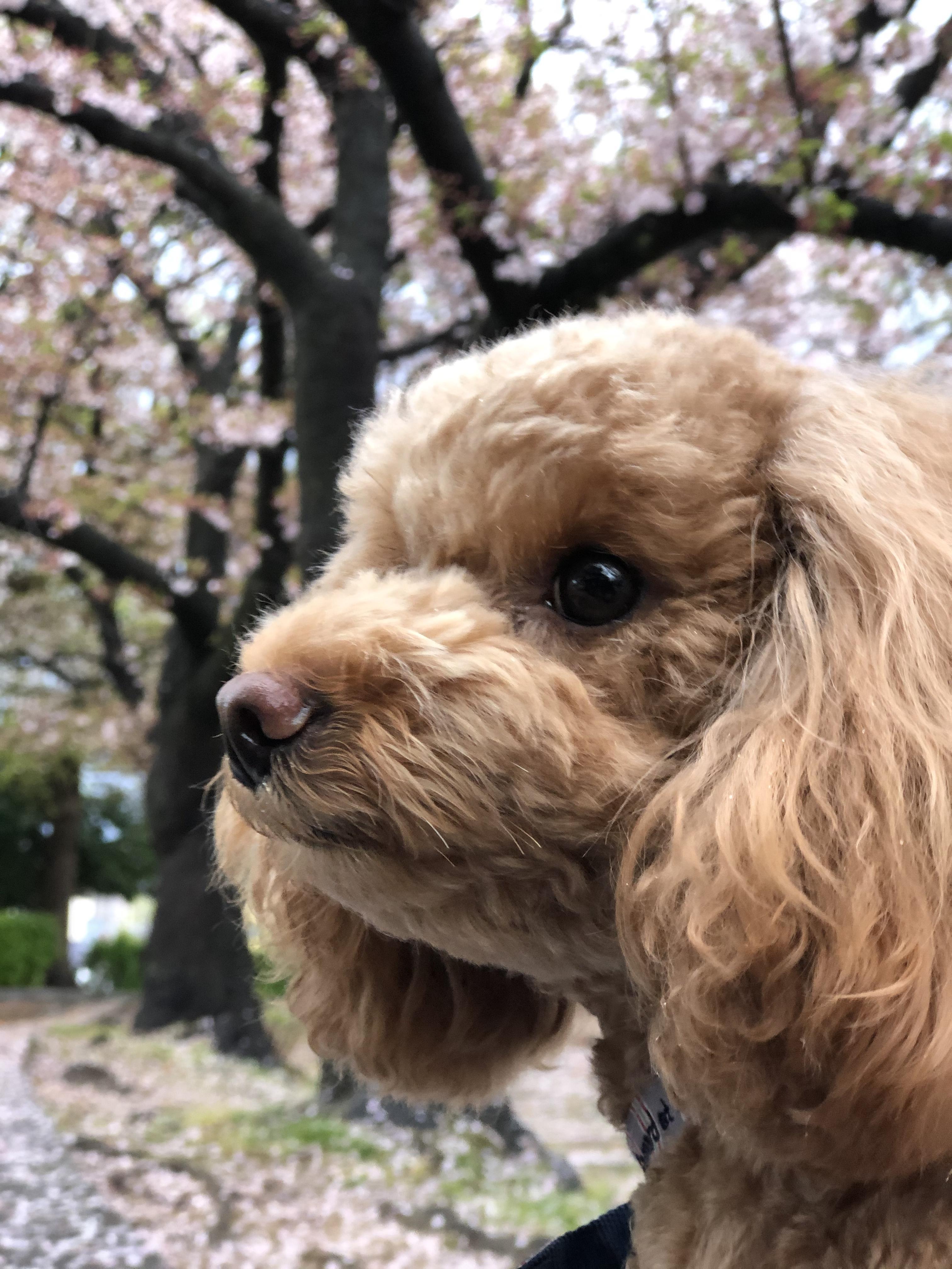 わんにゃんサイトの犬の写真