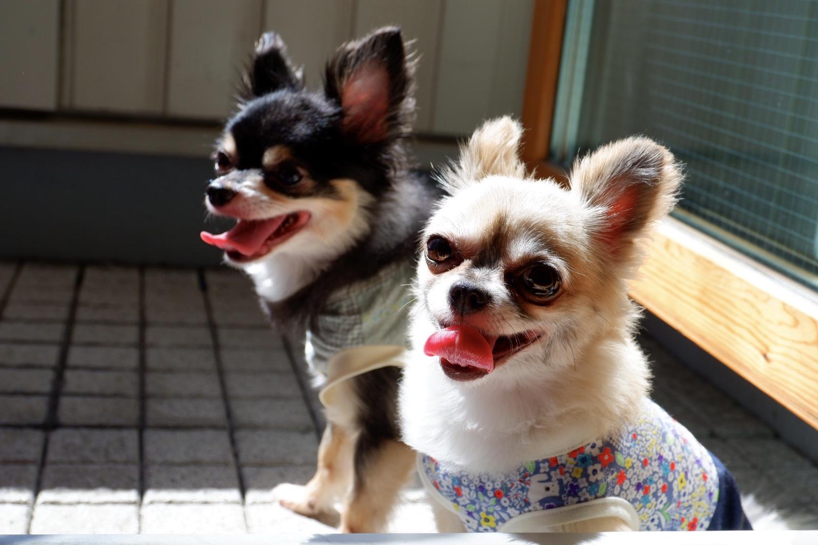 わんにゃんサイトの犬の写真