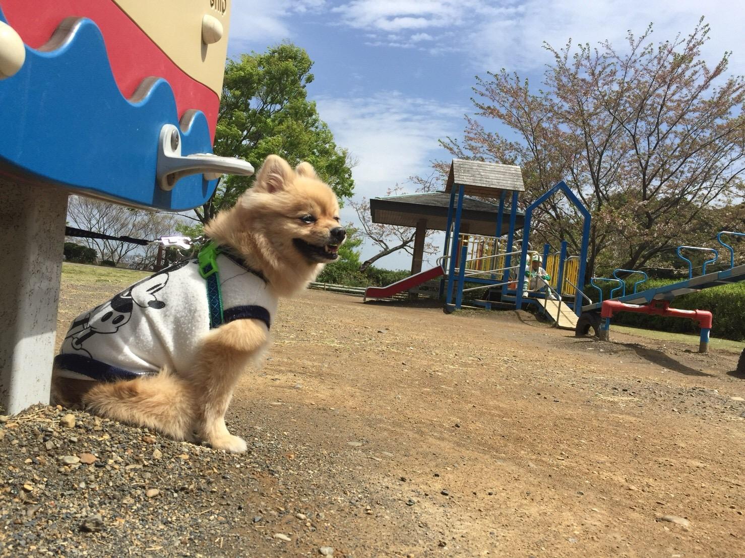 わんにゃんサイトの犬の写真