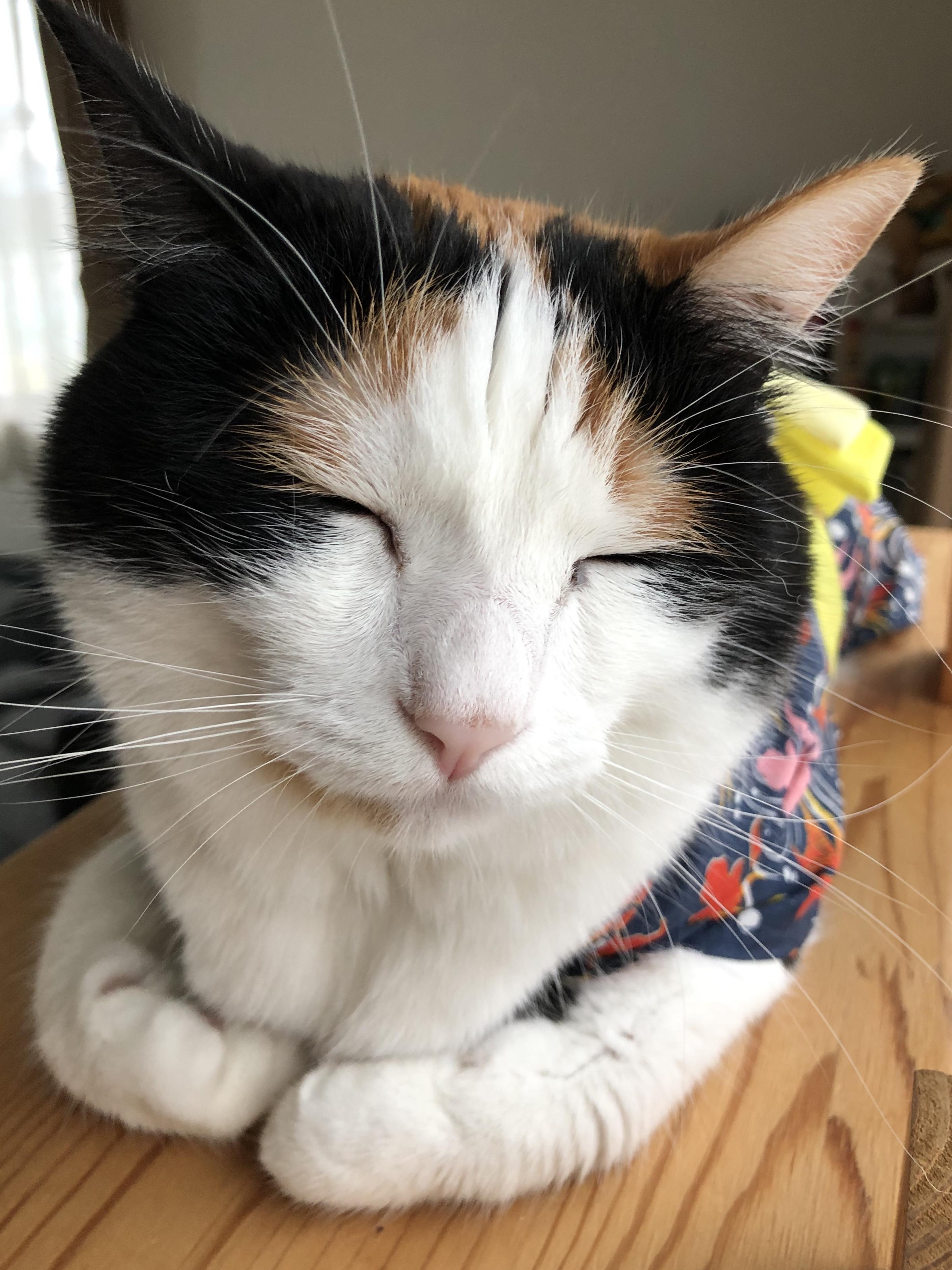 わんにゃんサイトの猫の写真