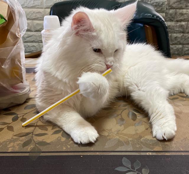 わんにゃんサイトの猫の写真