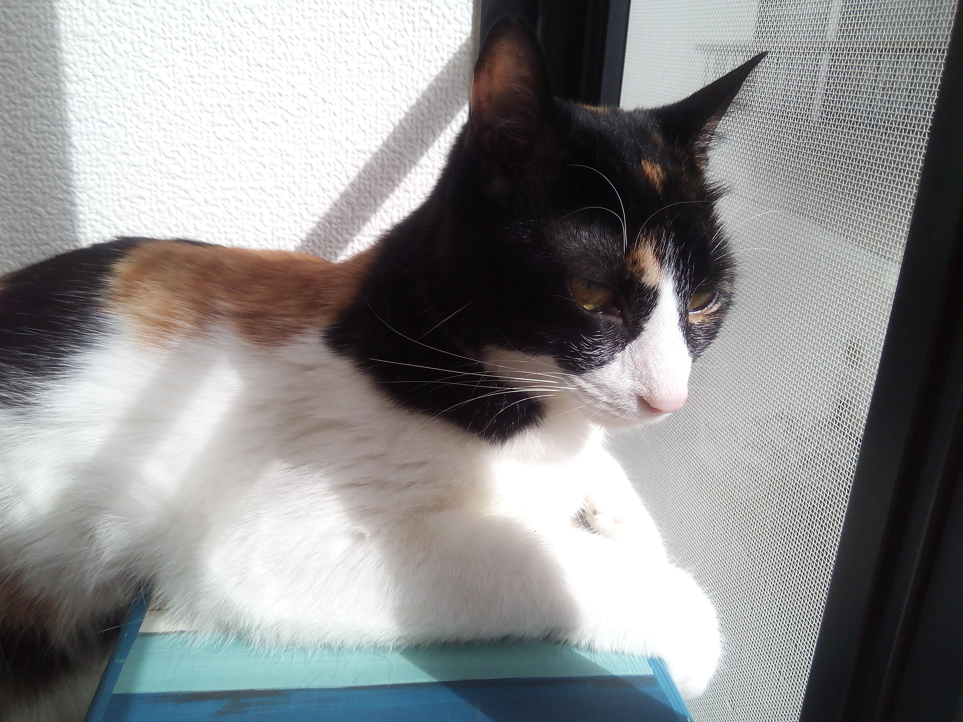 わんにゃんサイトの猫の写真