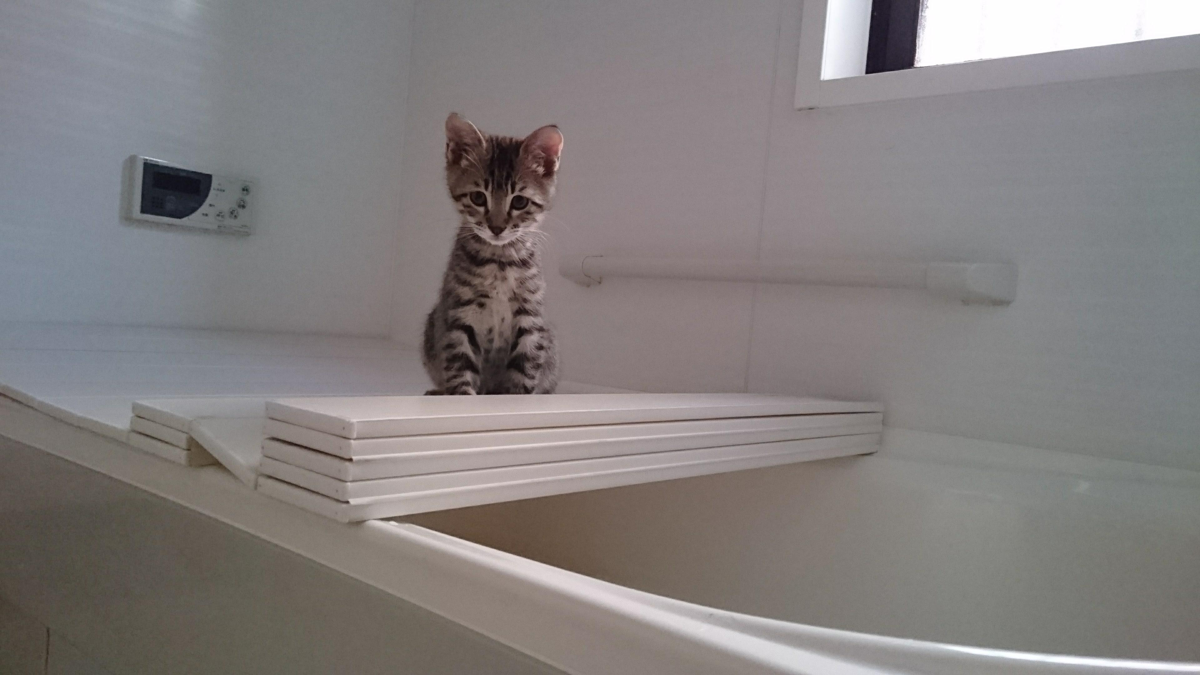 わんにゃんサイトの猫の写真