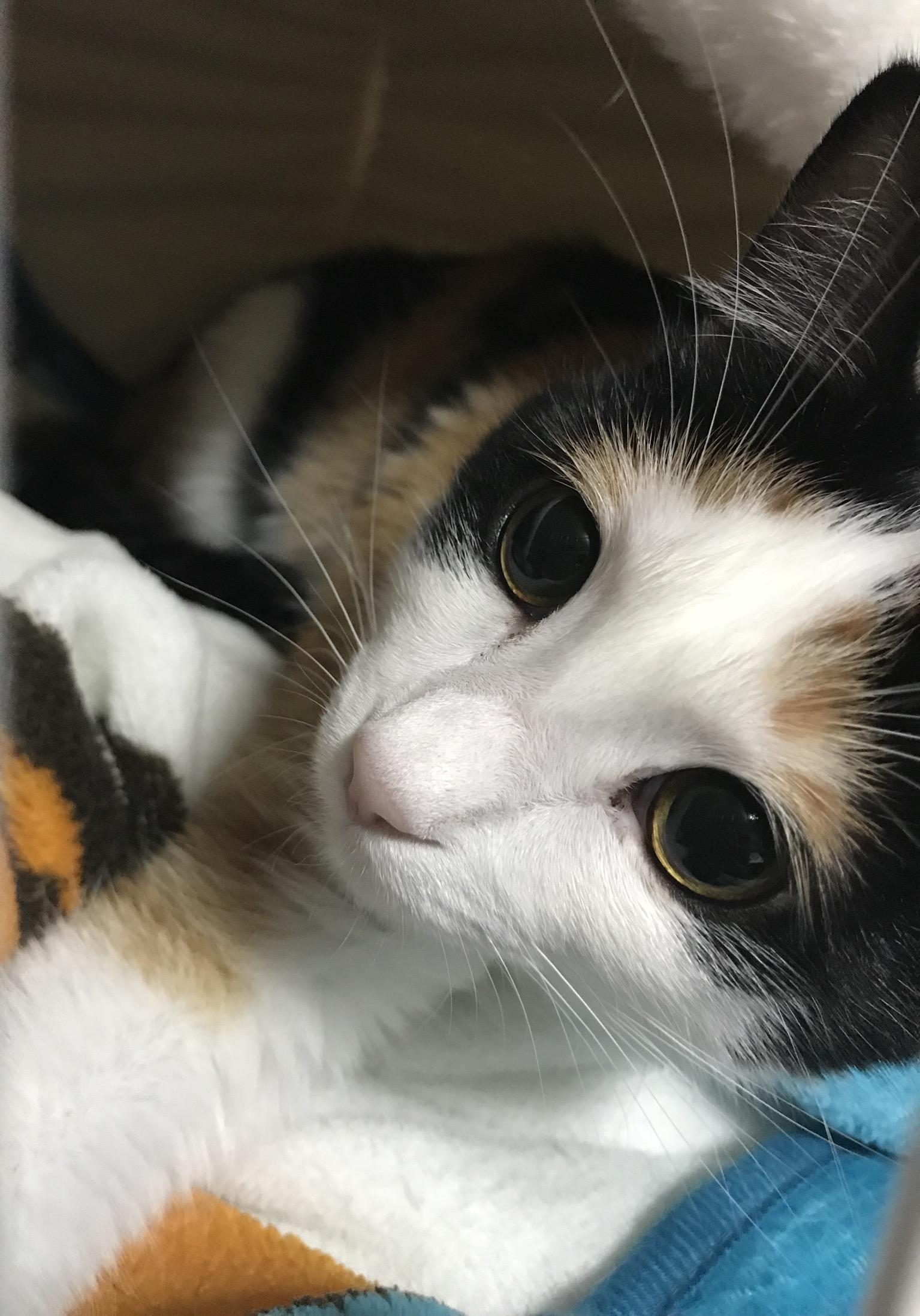 わんにゃんサイトの猫の写真