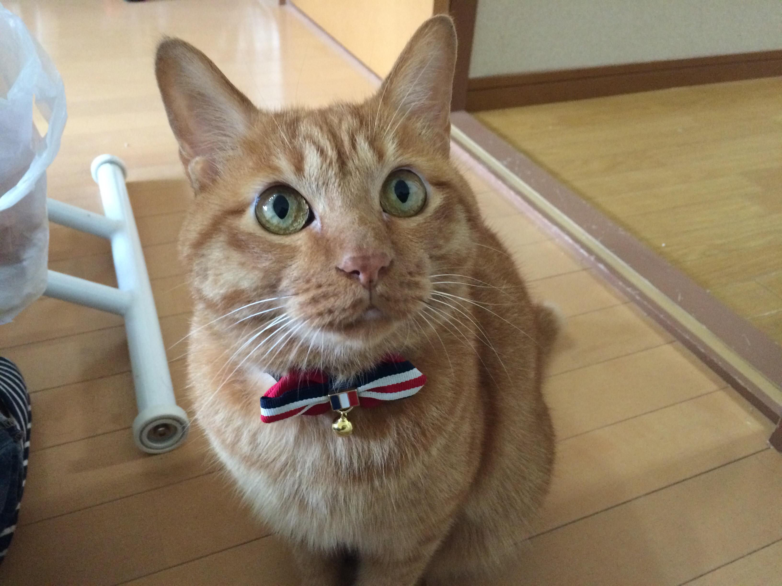 わんにゃんサイトの猫の写真