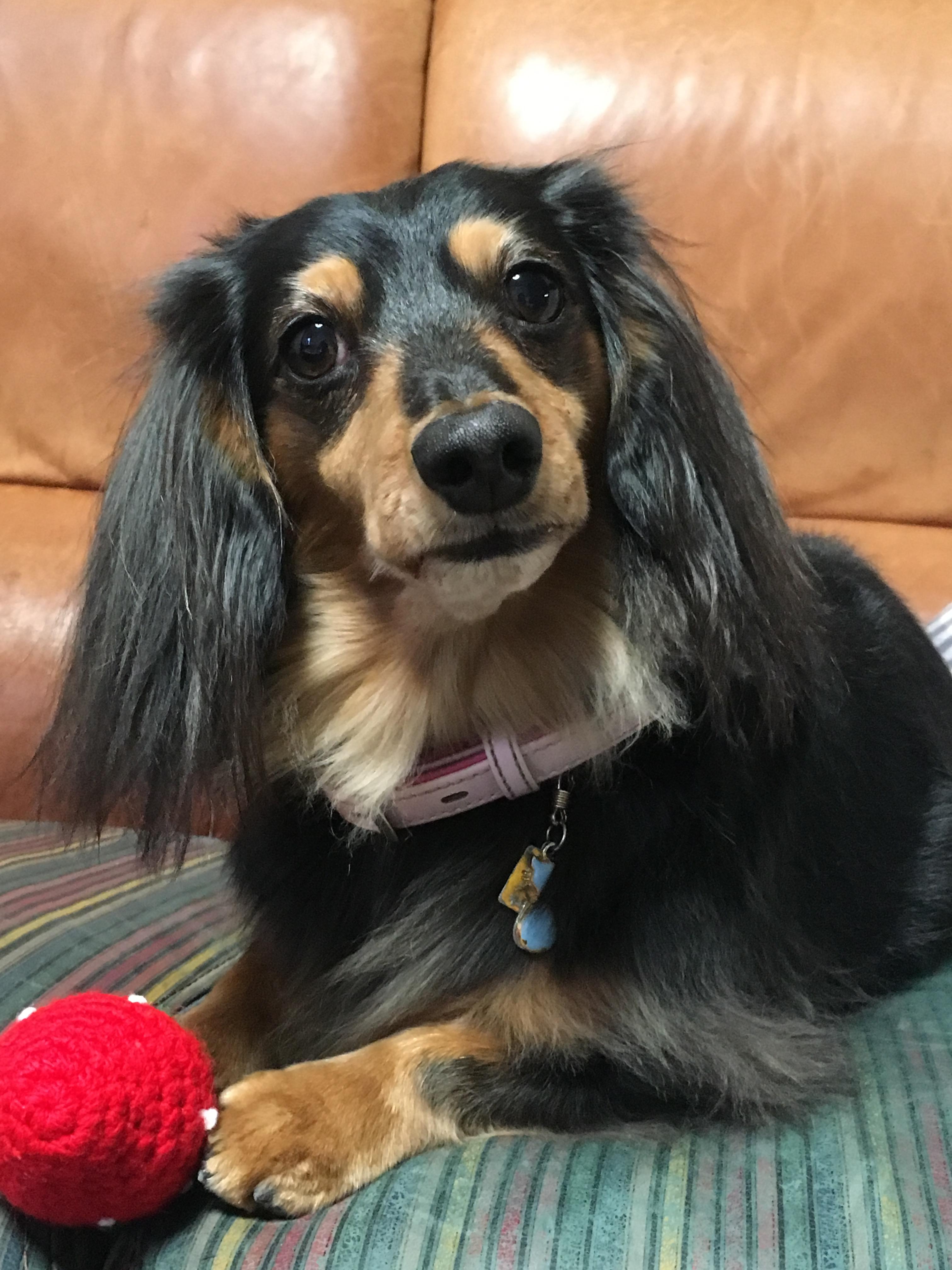 わんにゃんサイトの犬の写真