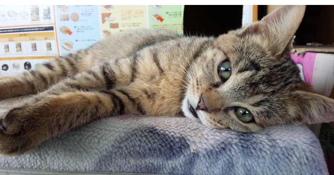 わんにゃんサイトの猫の写真