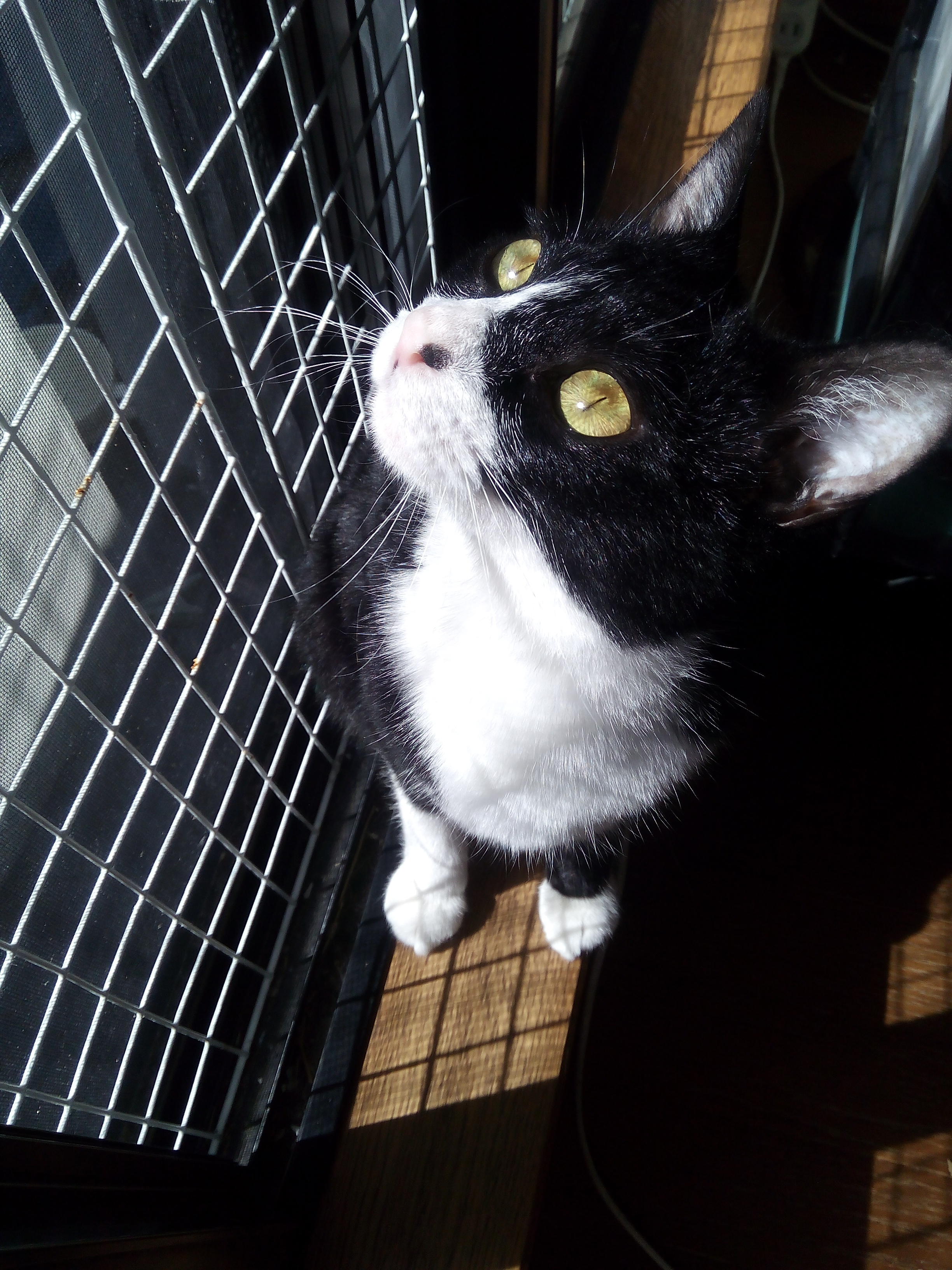 わんにゃんサイトの猫の写真