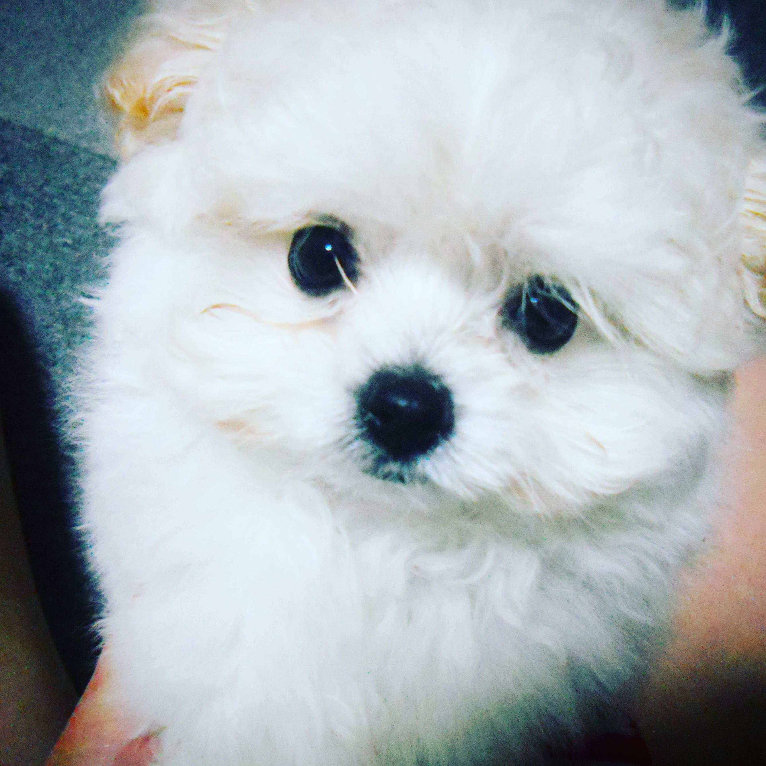 わんにゃんサイトの犬の写真