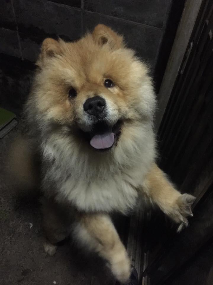 わんにゃんサイトの犬の写真