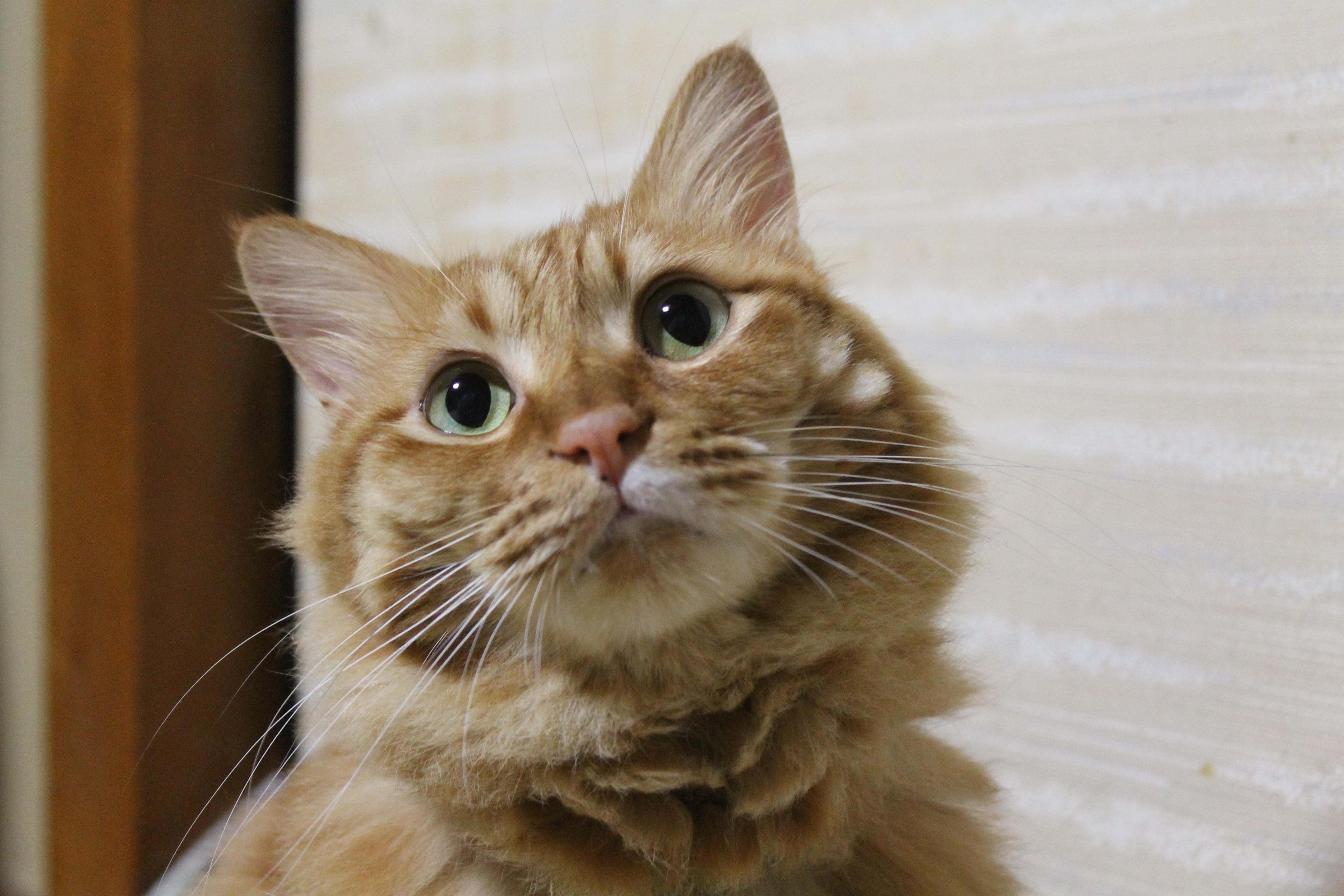 わんにゃんサイトの猫の写真