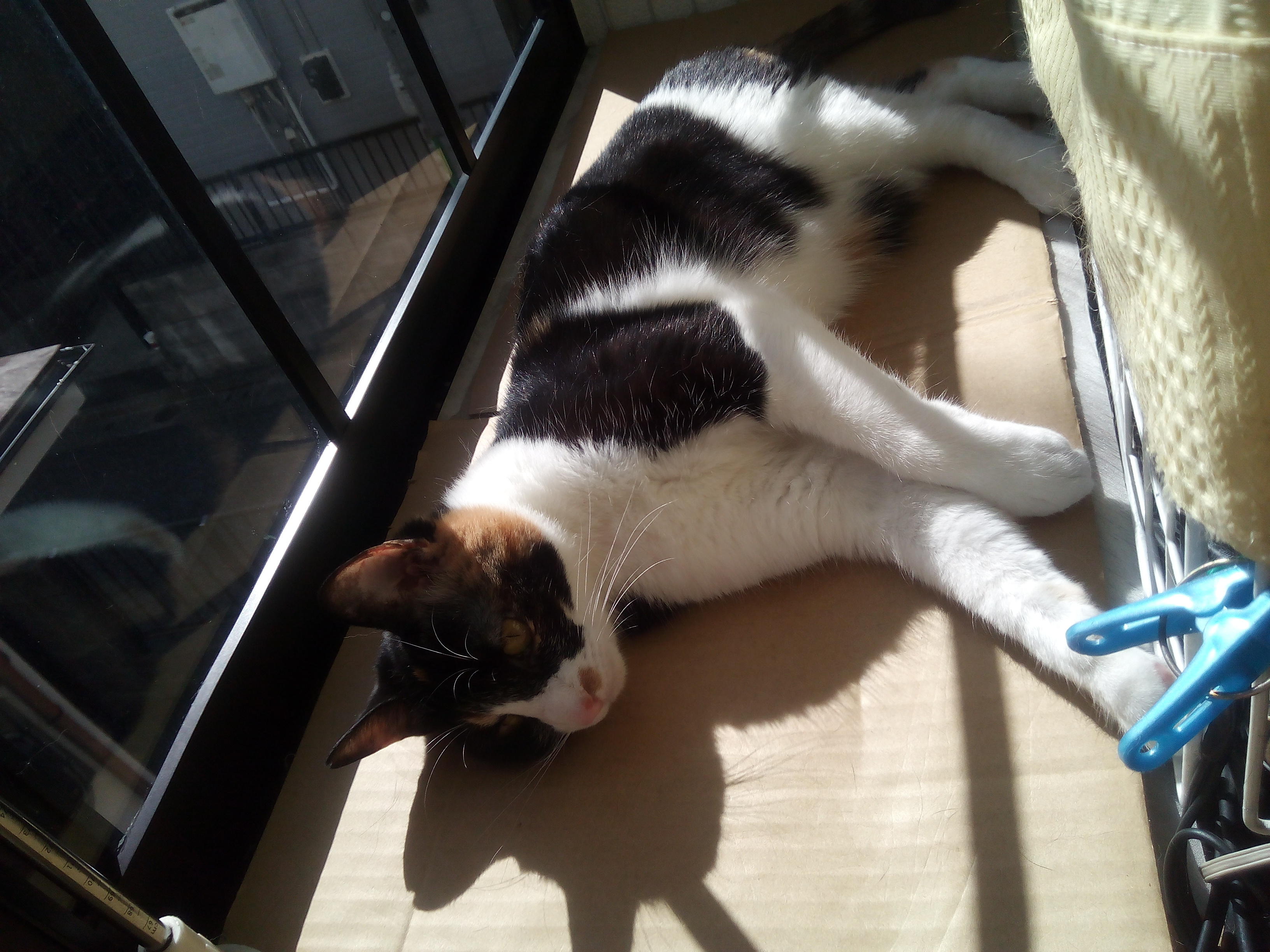 わんにゃんサイトの猫の写真