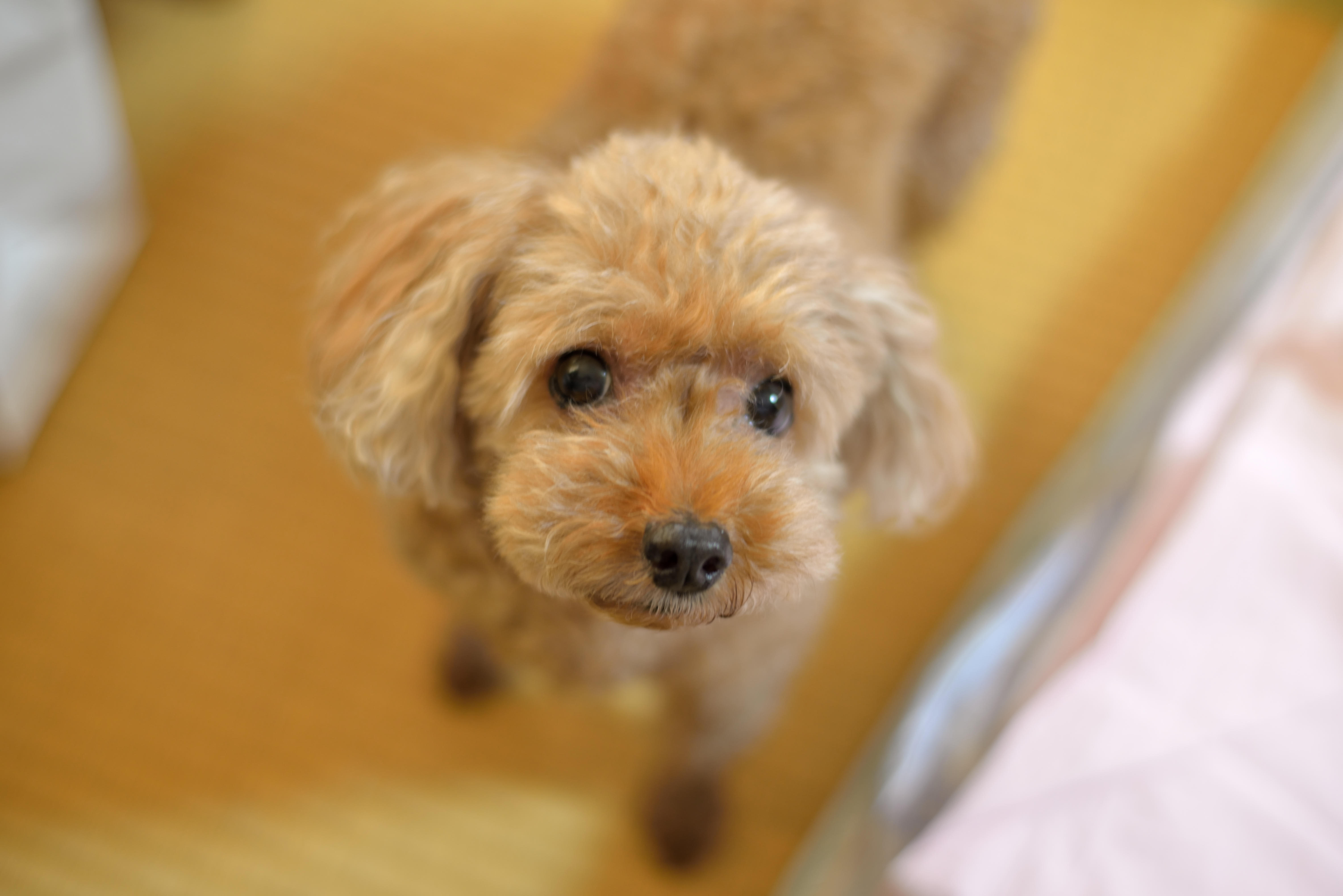 わんにゃんサイトの犬の写真