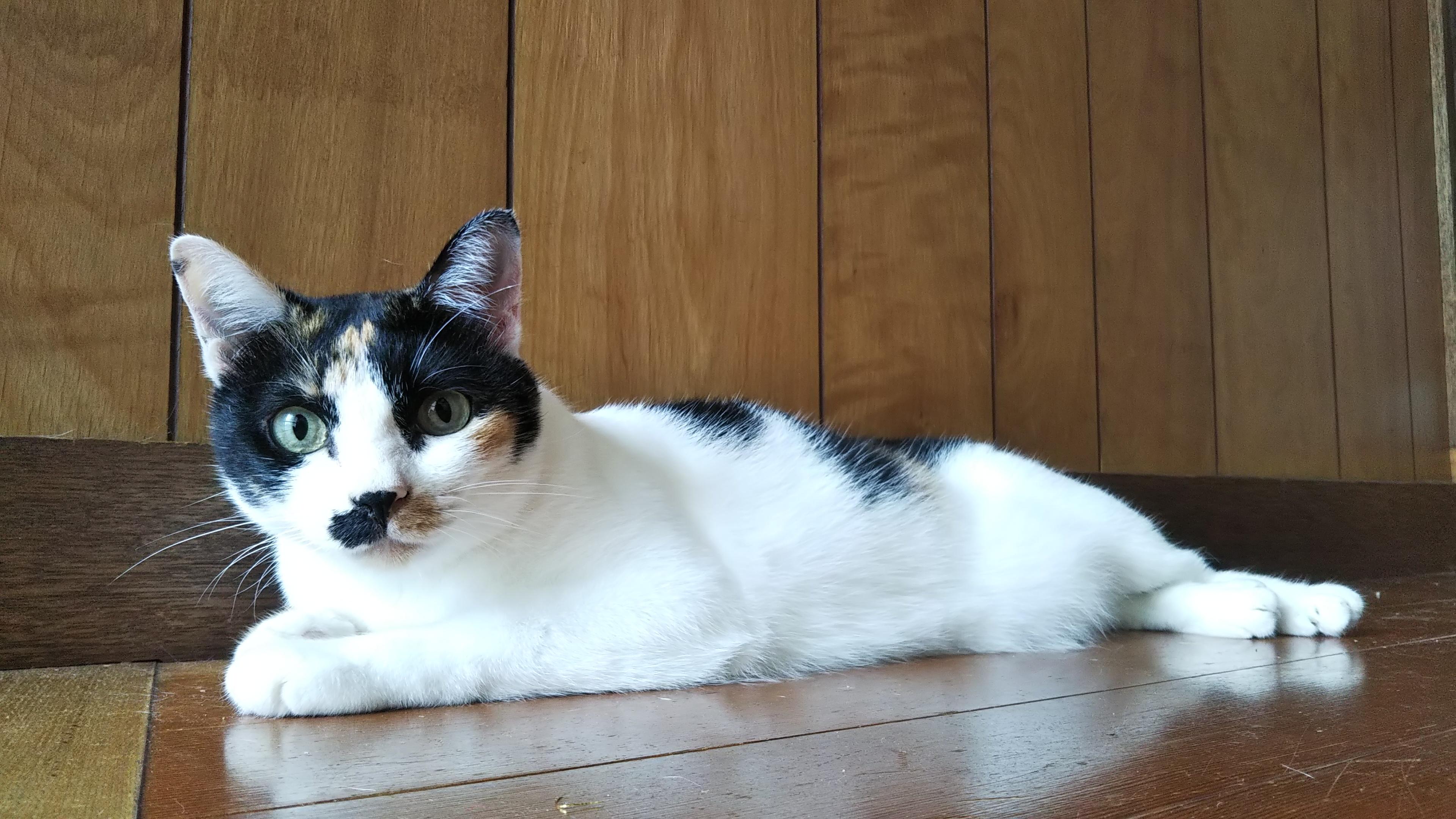 わんにゃんサイトの猫の写真