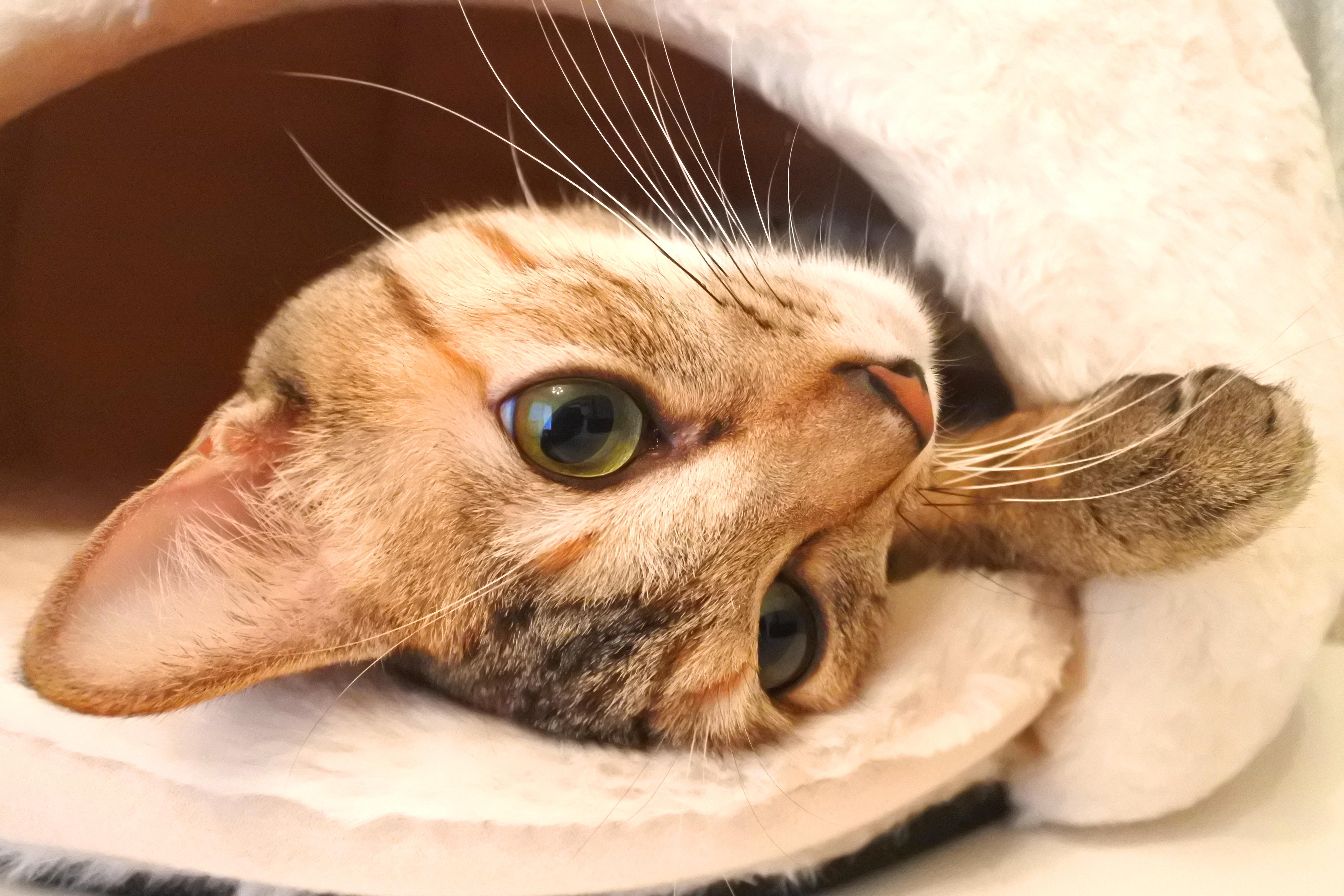 わんにゃんサイトの猫の写真