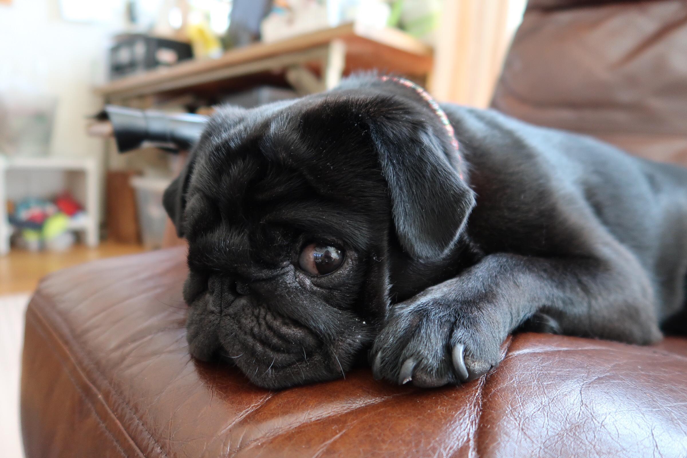 わんにゃんサイトの犬の写真