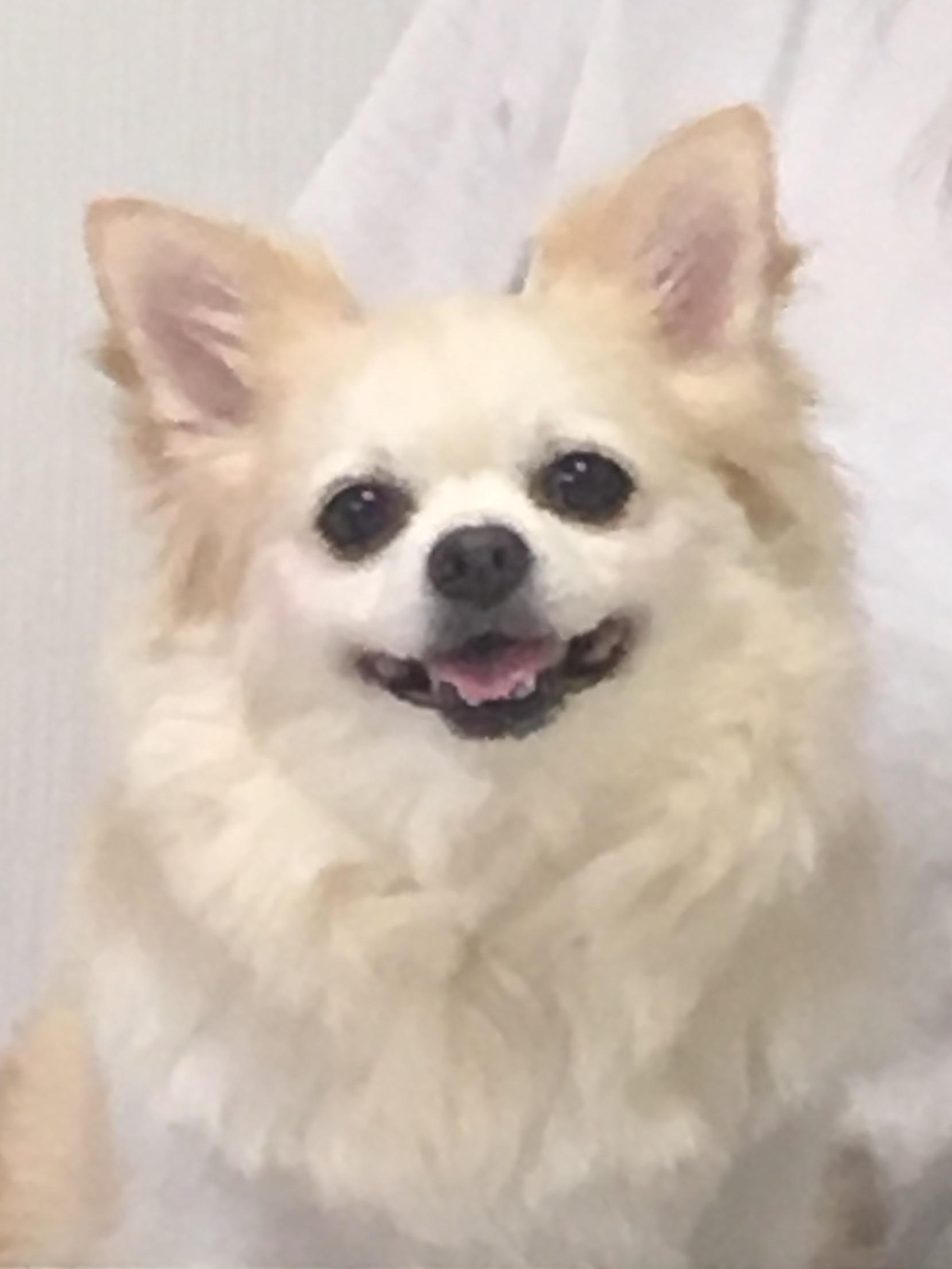 わんにゃんサイトの犬の写真