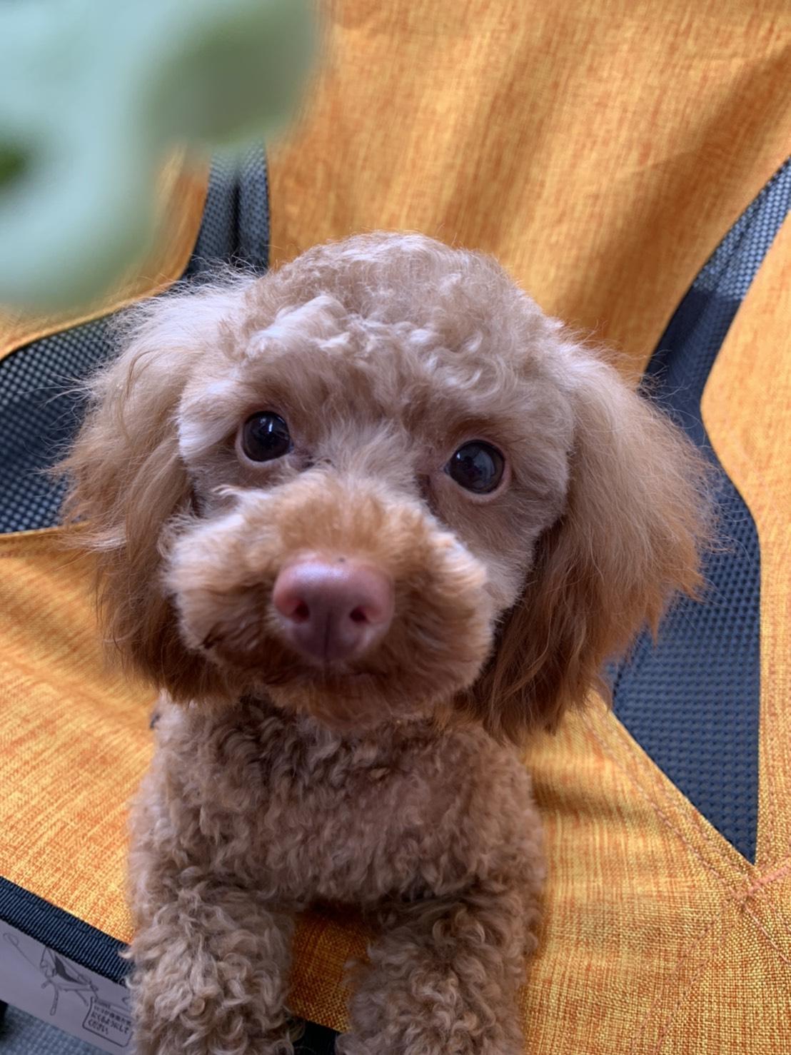 わんにゃんサイトの犬の写真