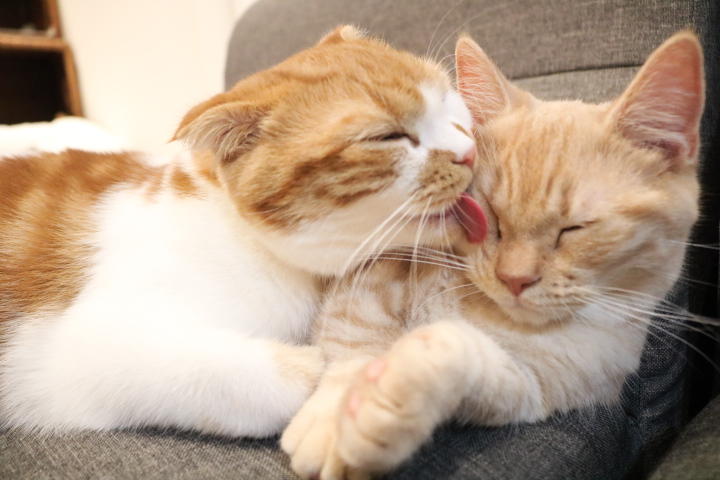 わんにゃんサイトの猫の写真