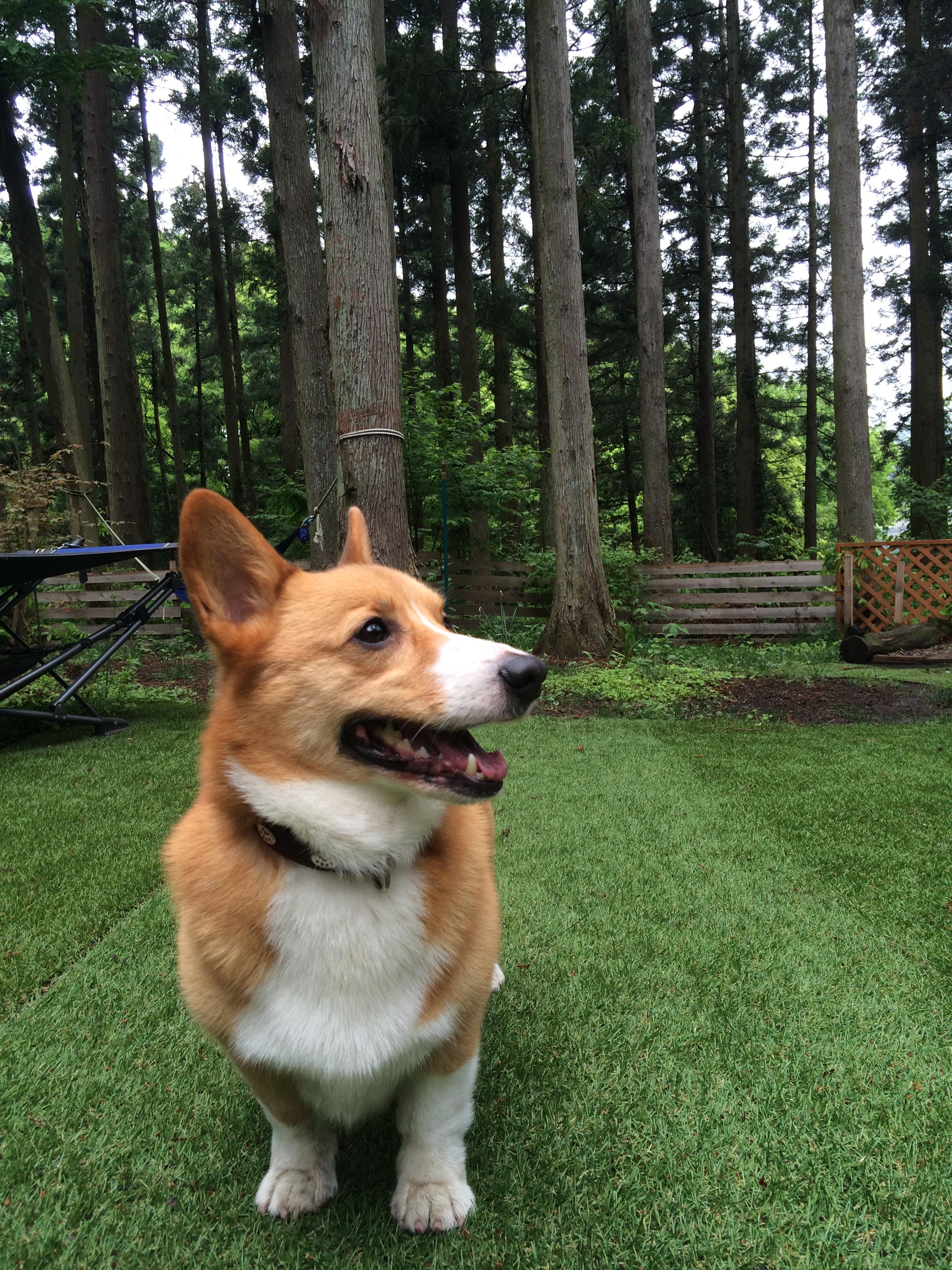 わんにゃんサイトの犬の写真