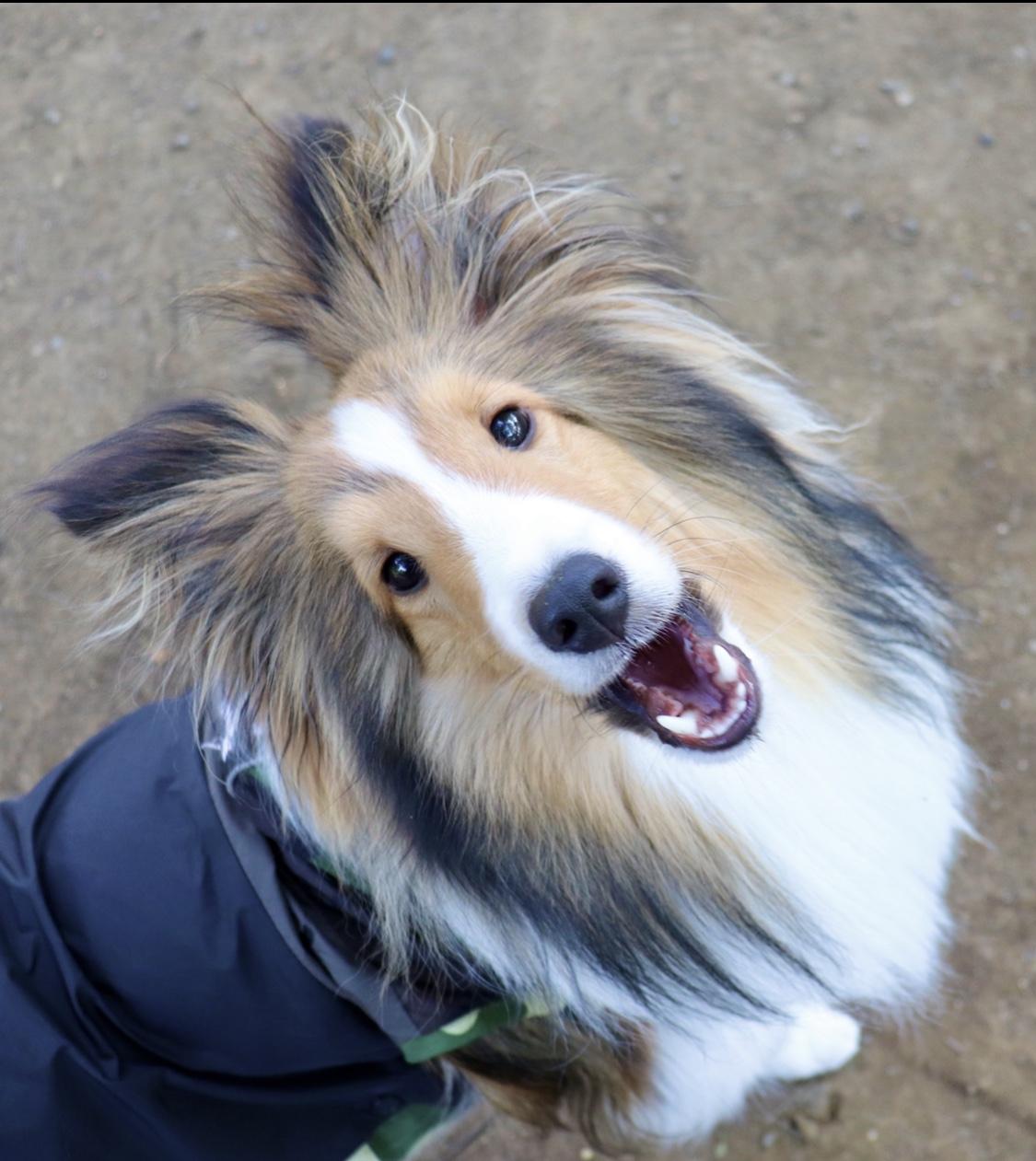 わんにゃんサイトの犬の写真