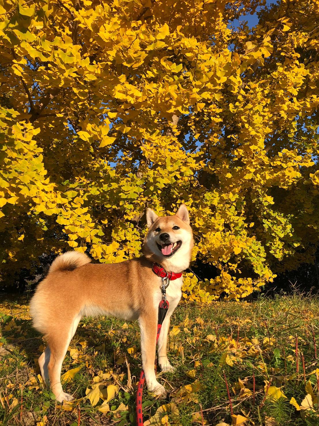 わんにゃんサイトの犬の写真