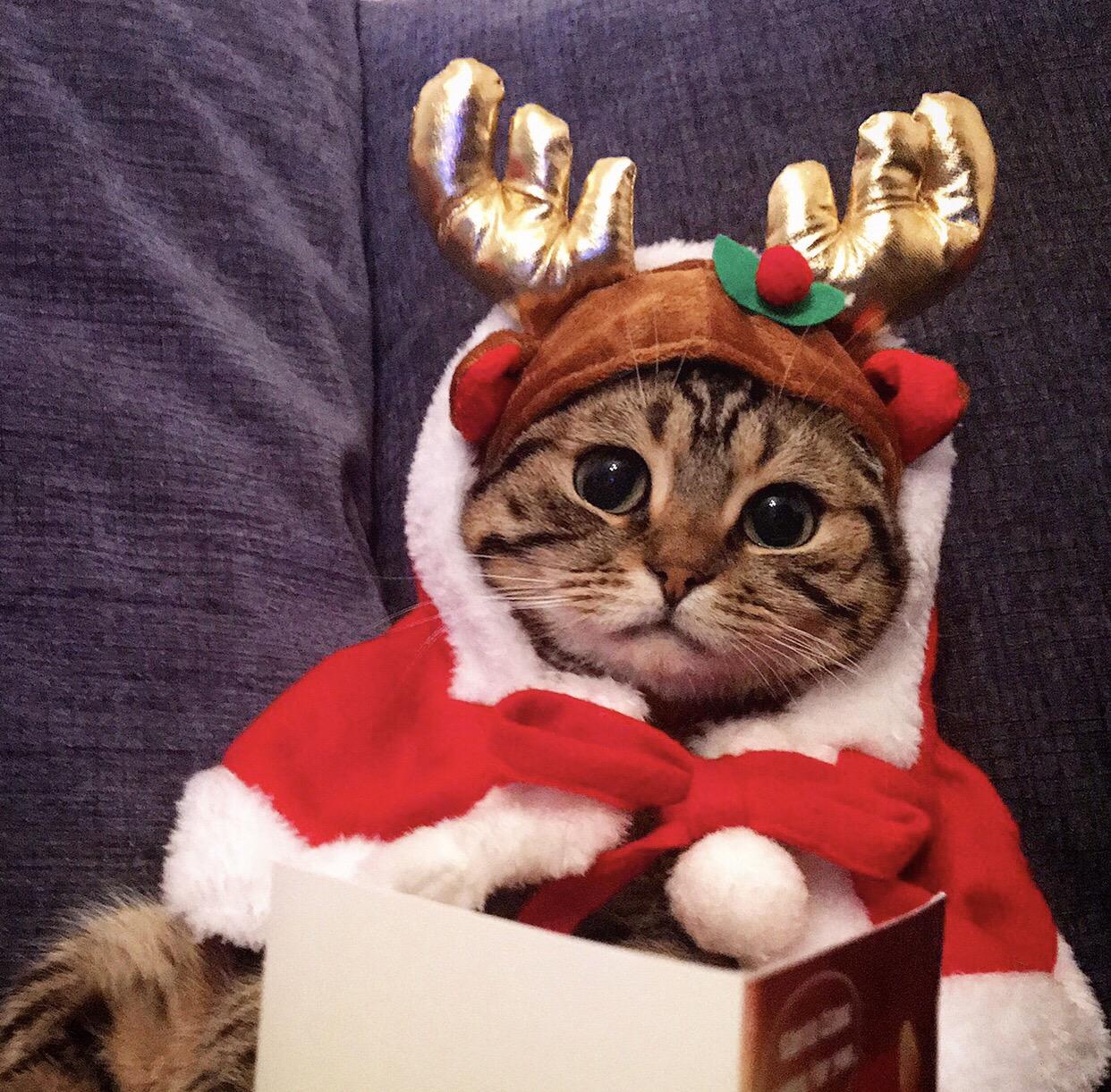 わんにゃんサイトの猫の写真