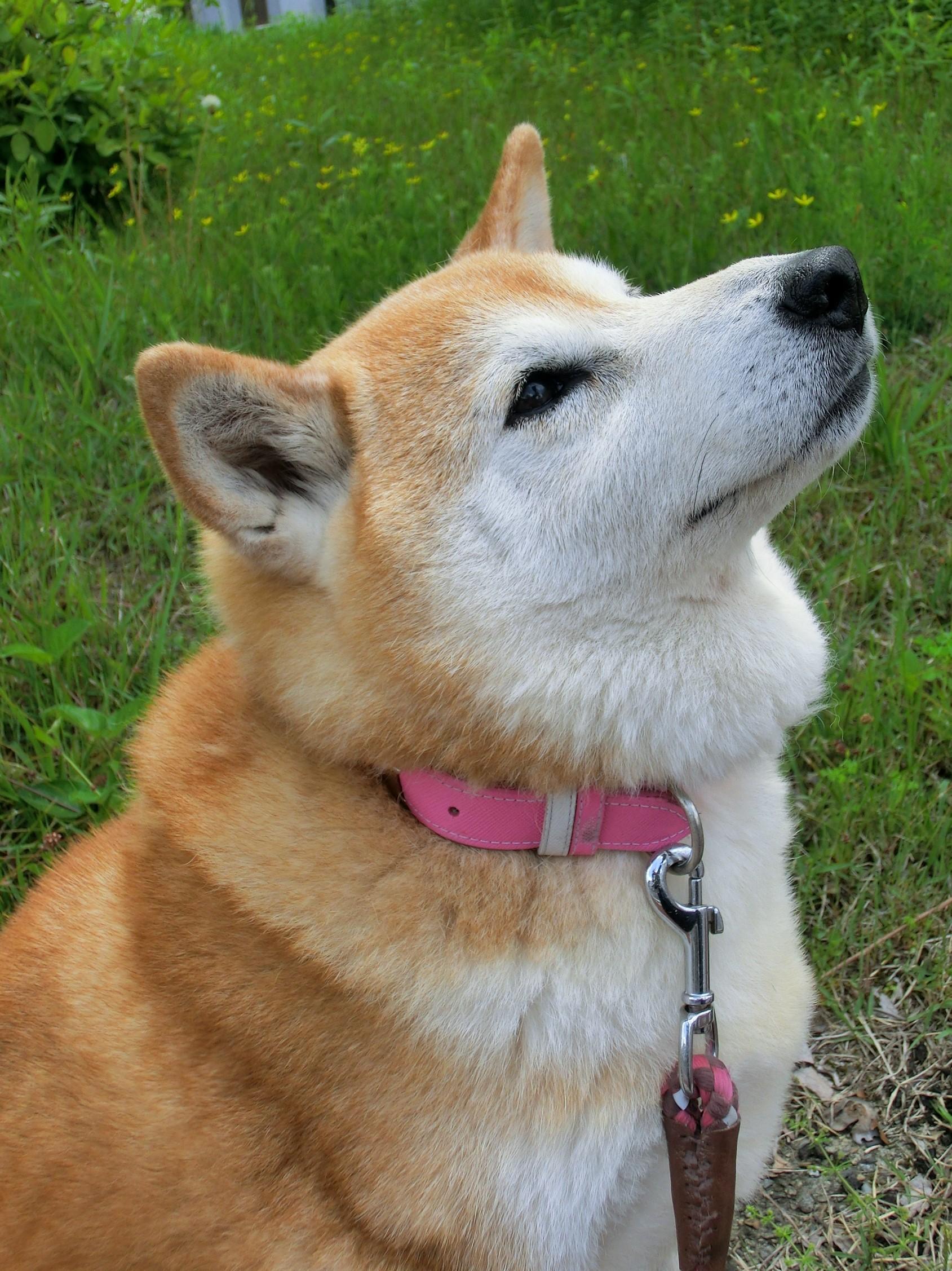 わんにゃんサイトの犬の写真