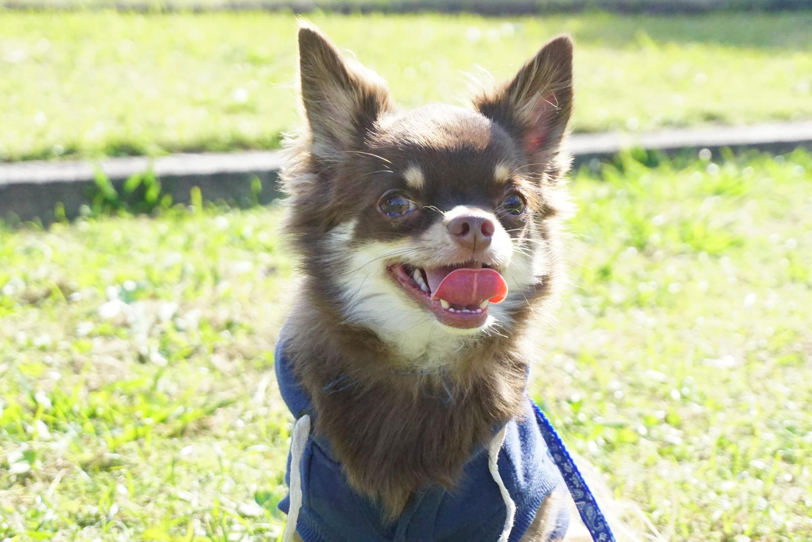 わんにゃんサイトの犬の写真