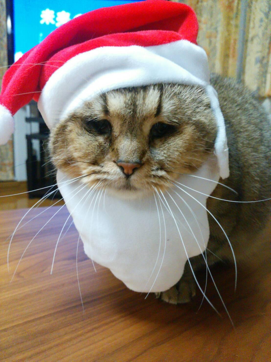 わんにゃんサイトの猫の写真