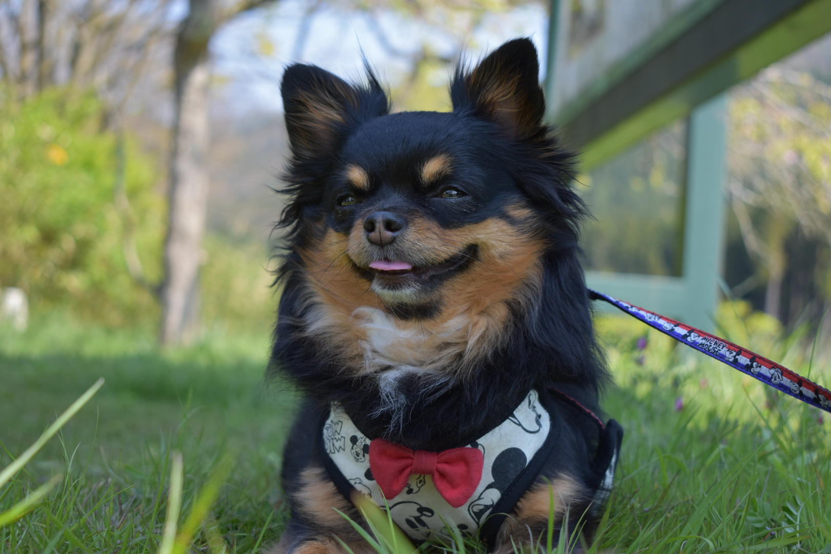 わんにゃんサイトの犬の写真