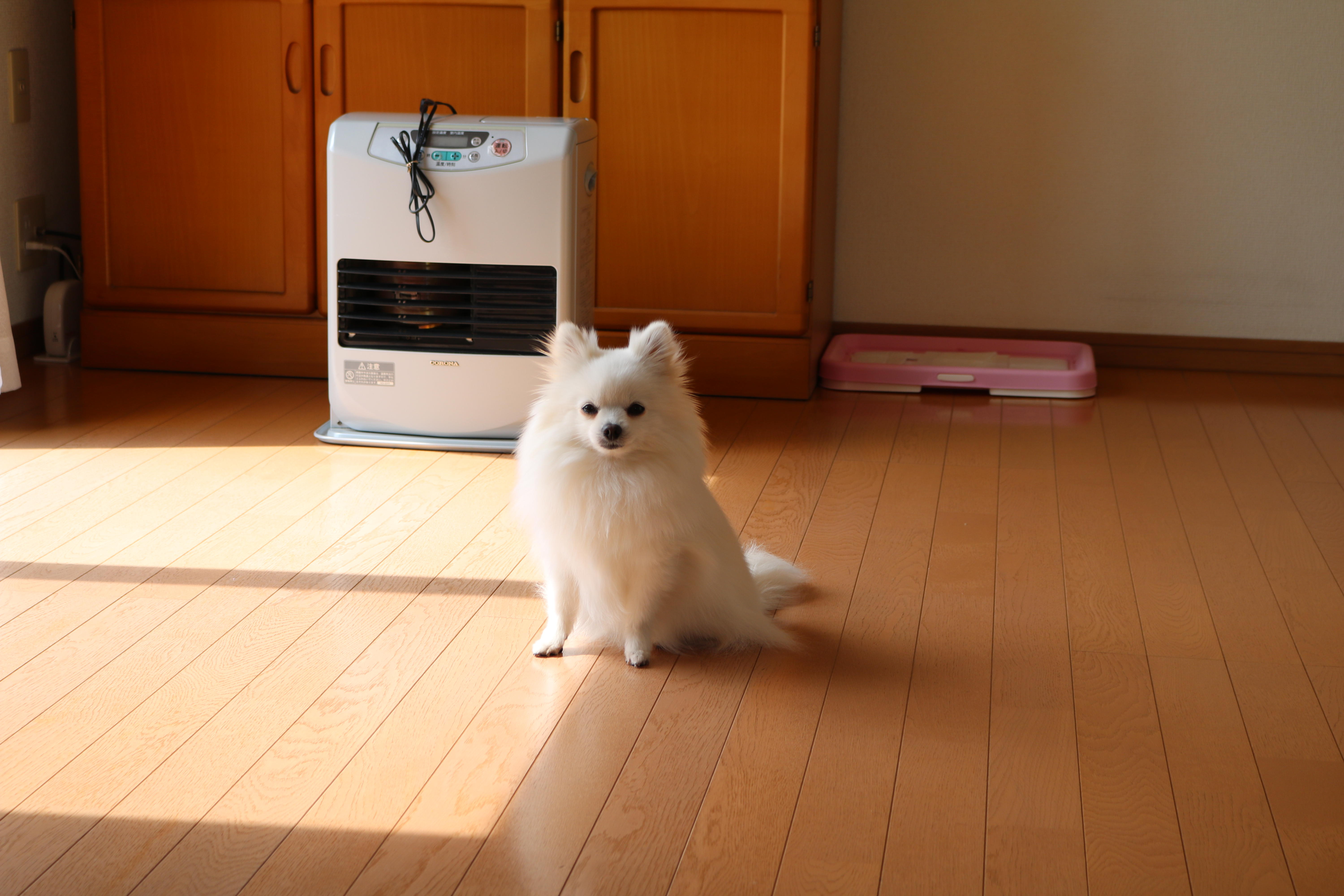 わんにゃんサイトの犬の写真