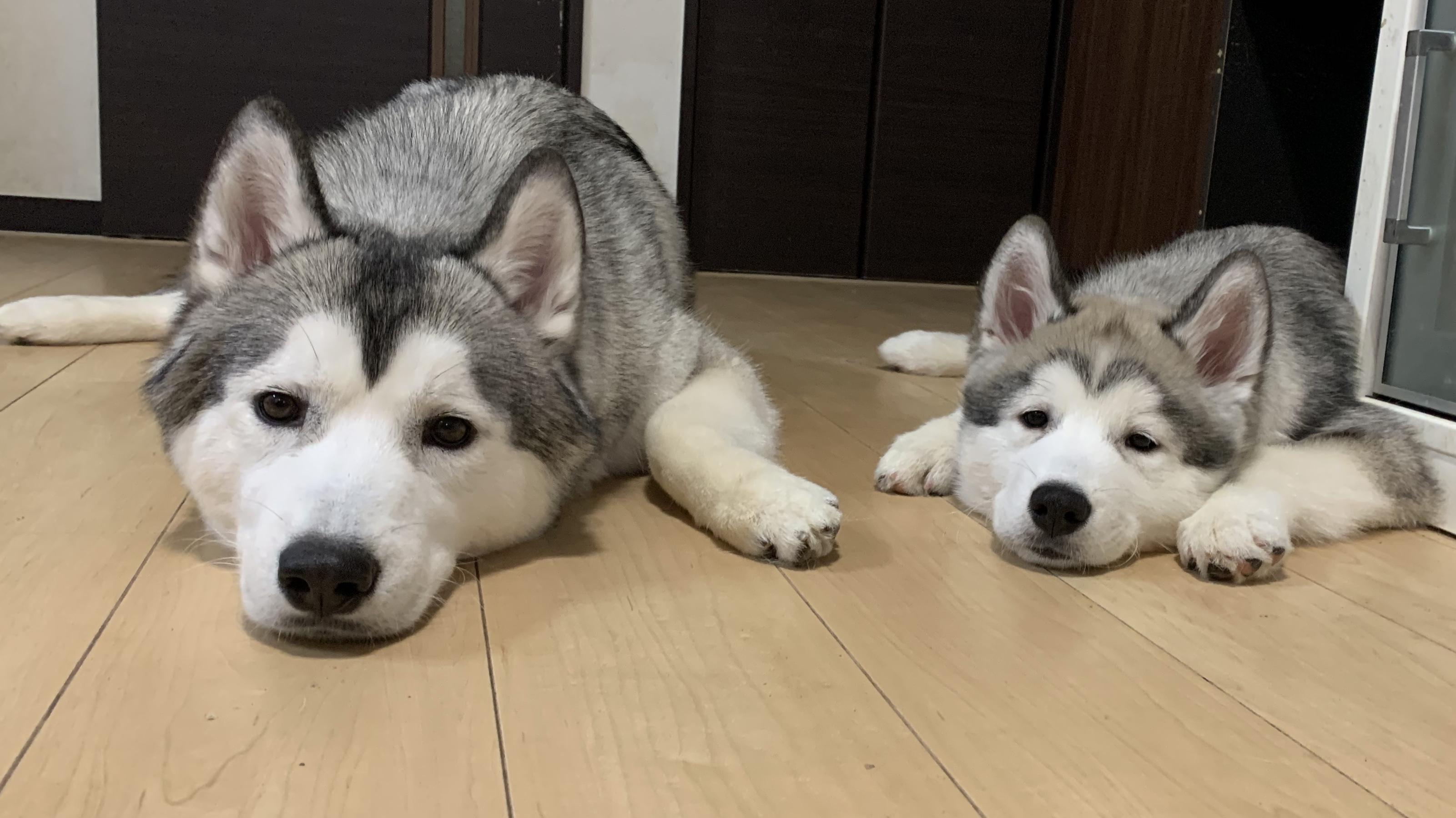 わんにゃんサイトの犬の写真