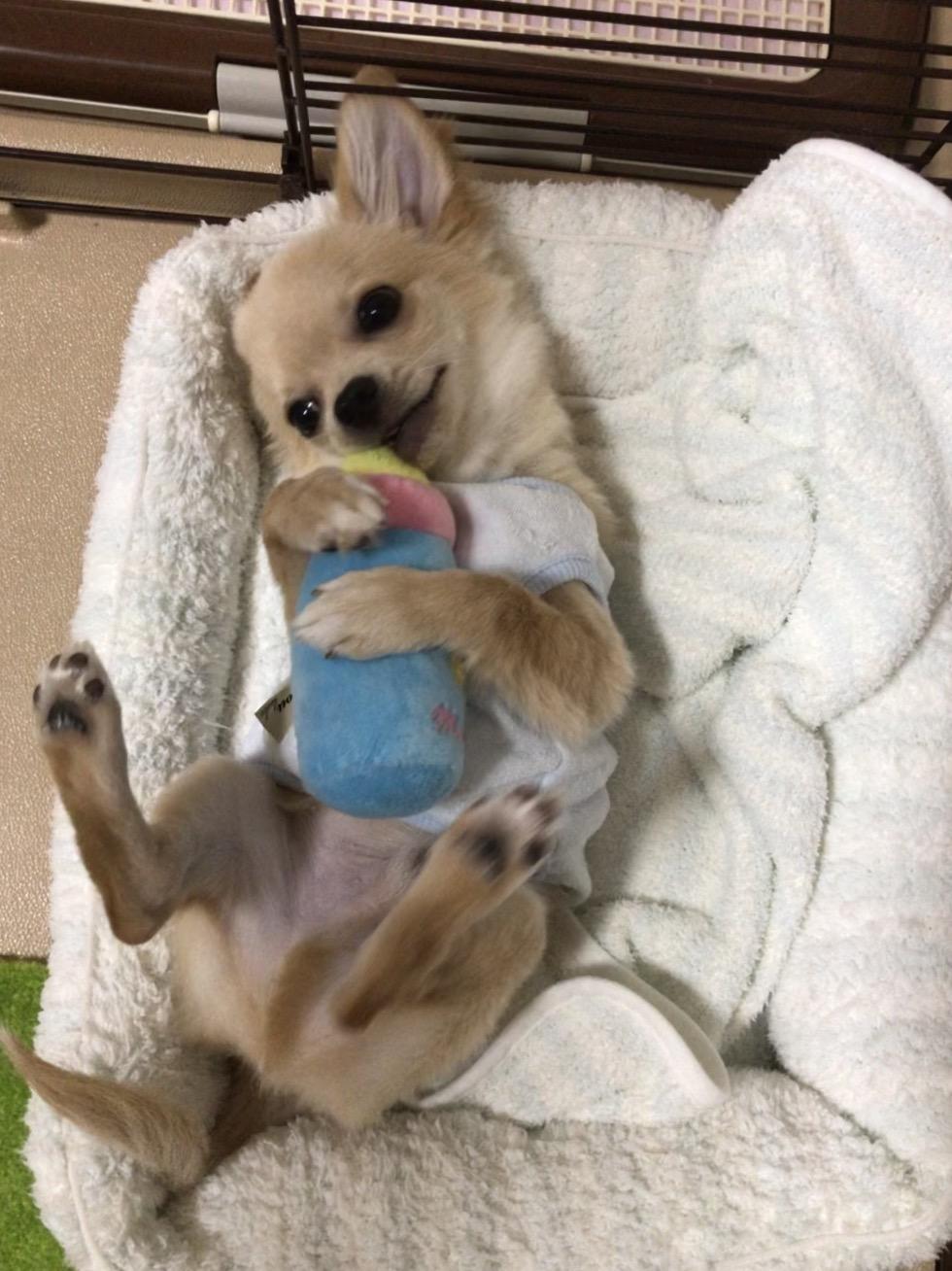 わんにゃんサイトの犬の写真