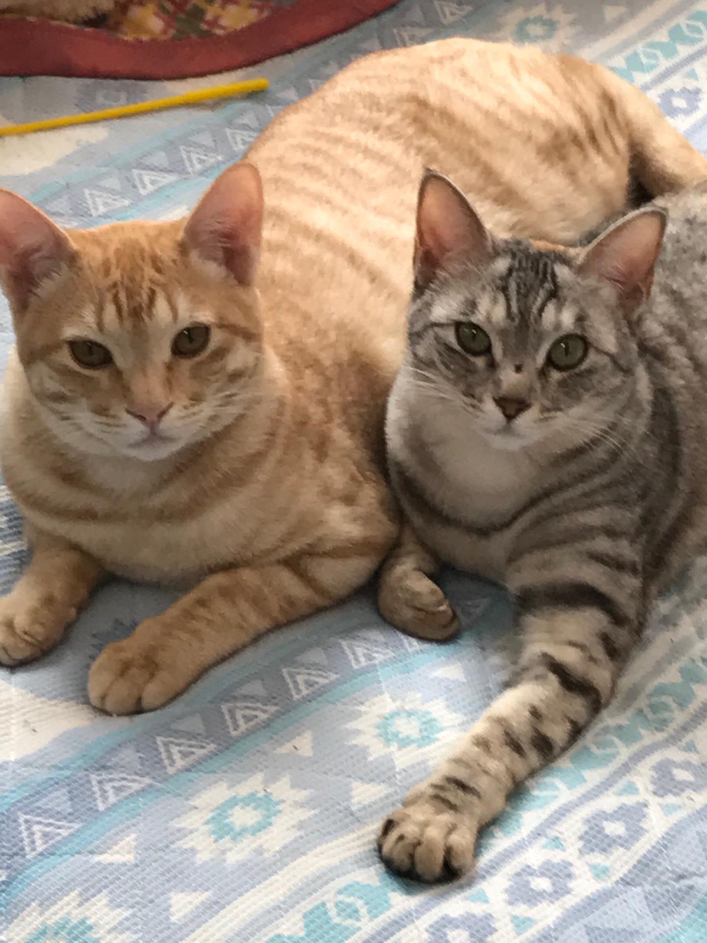 わんにゃんサイトの猫の写真