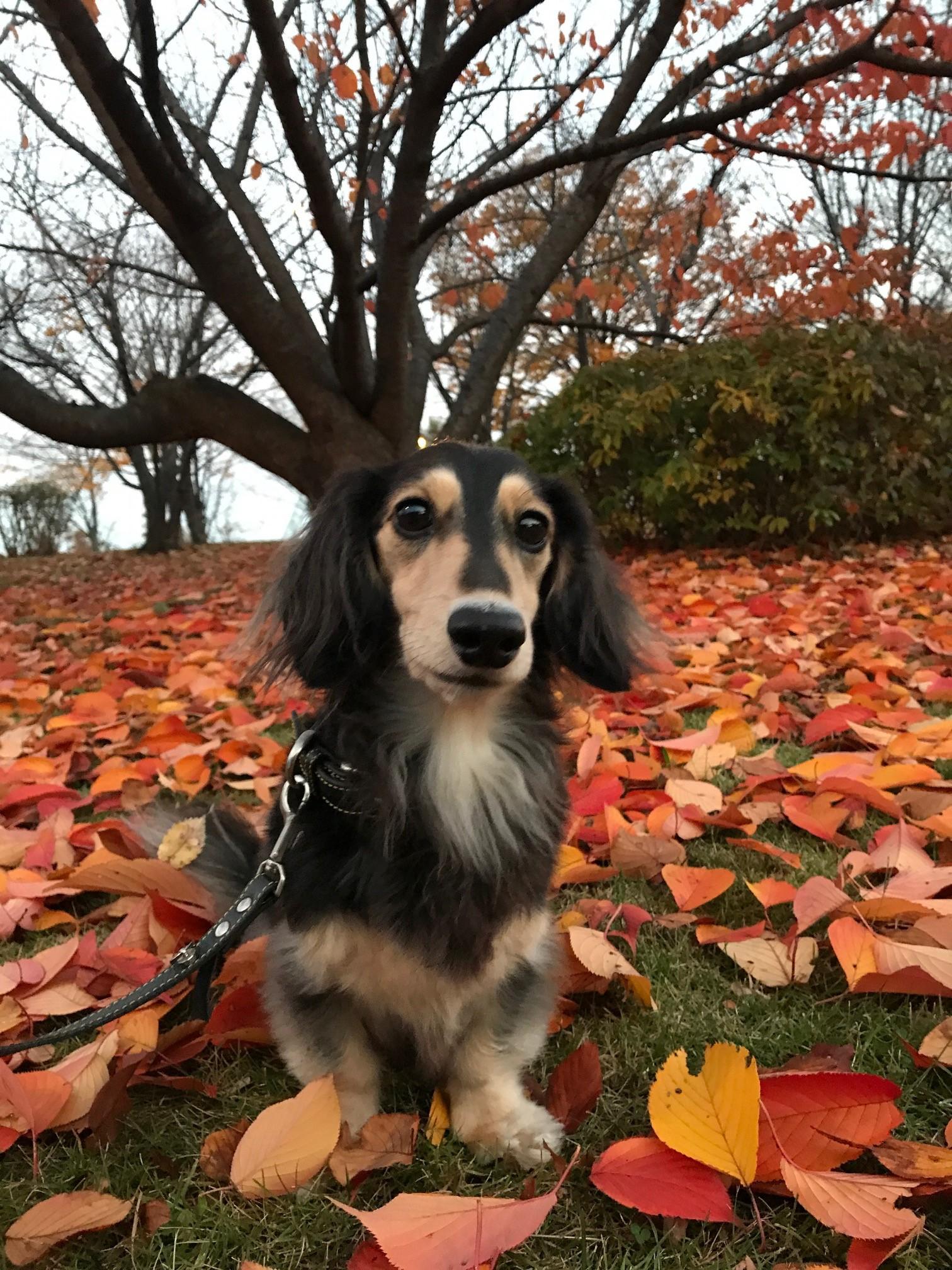 わんにゃんサイトの犬の写真