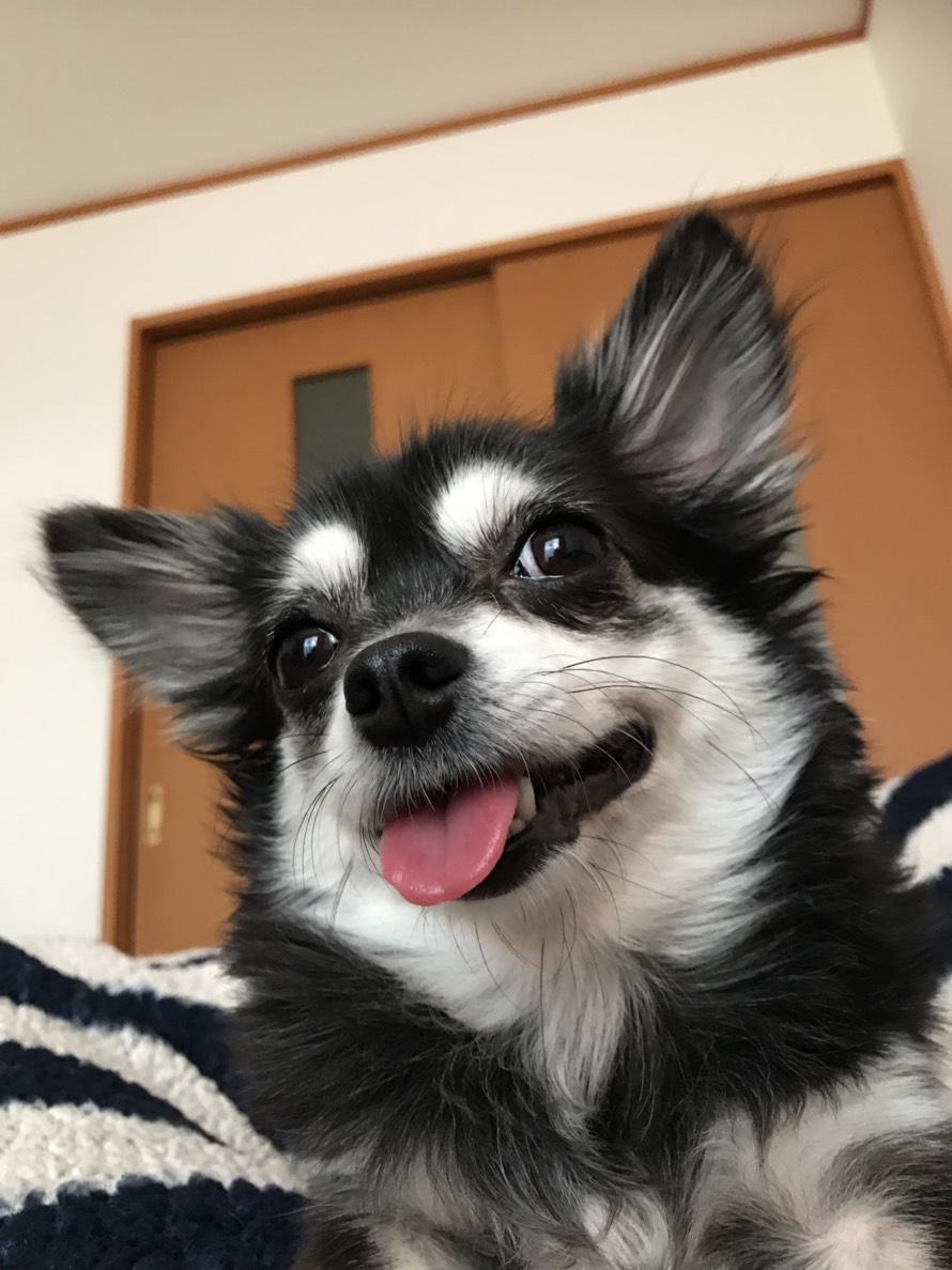 わんにゃんサイトの犬の写真