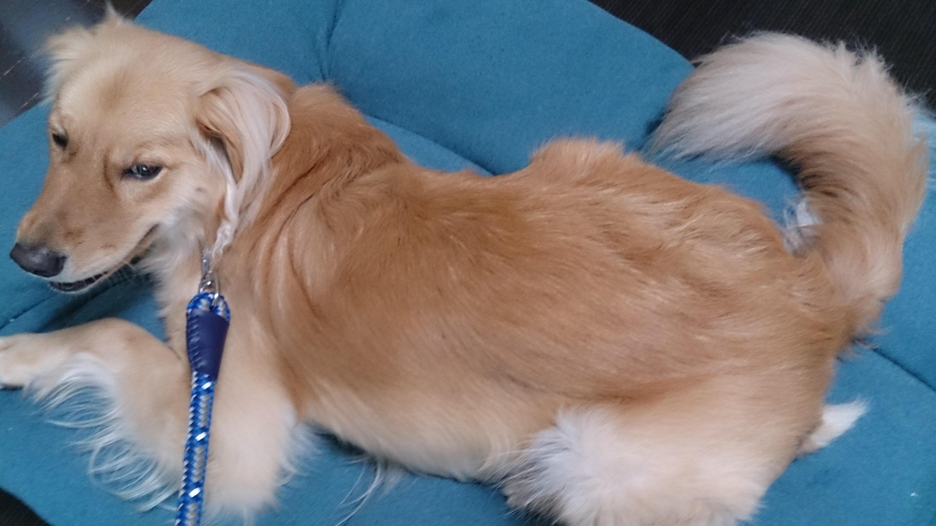 わんにゃんサイトの犬の写真