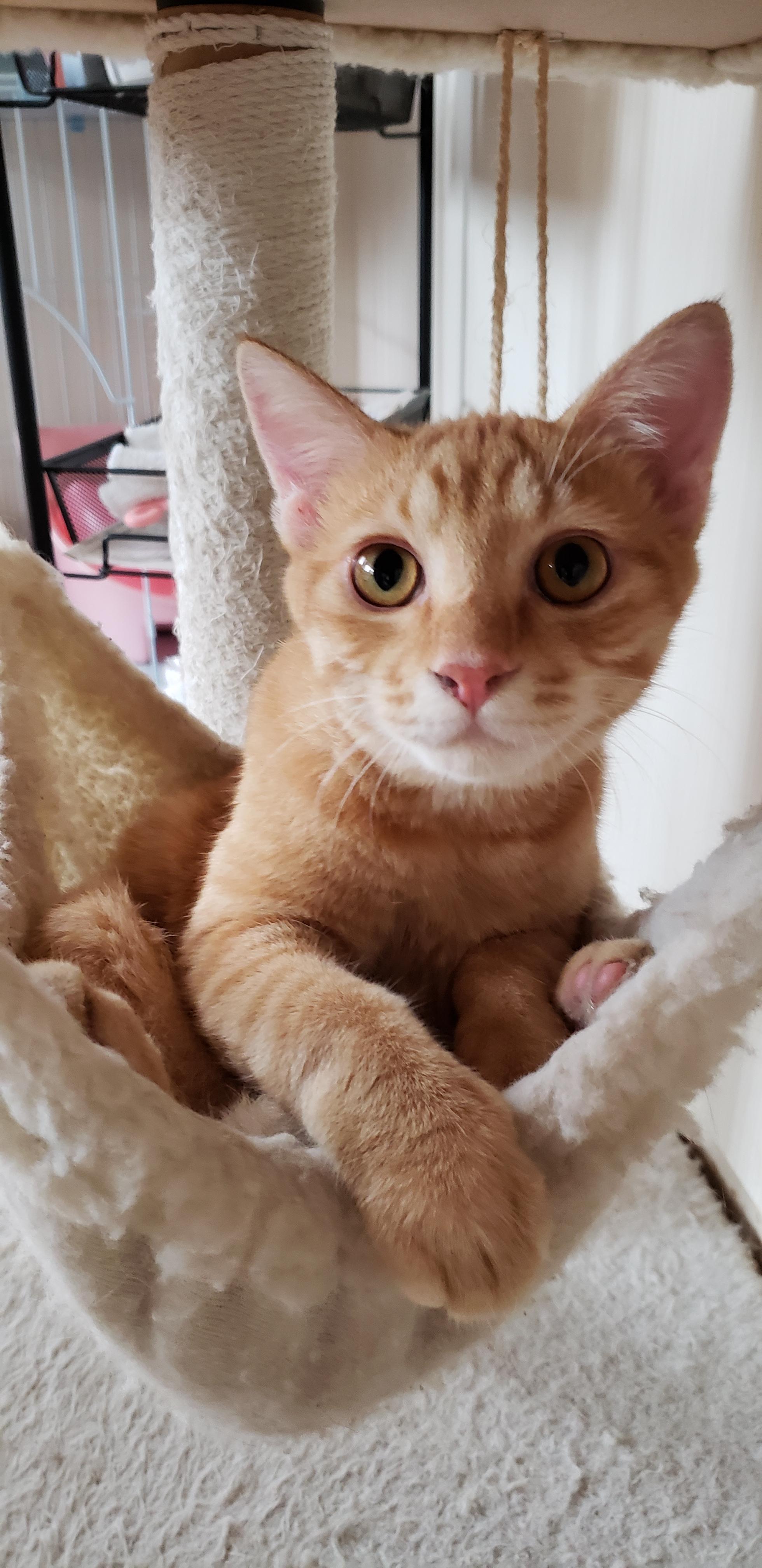 わんにゃんサイトの猫の写真