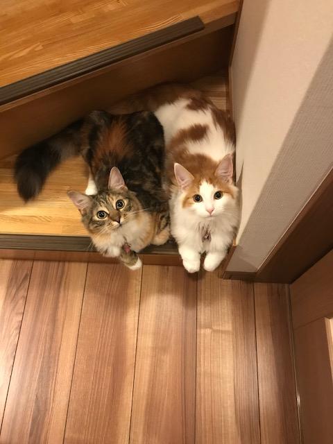 わんにゃんサイトの猫の写真