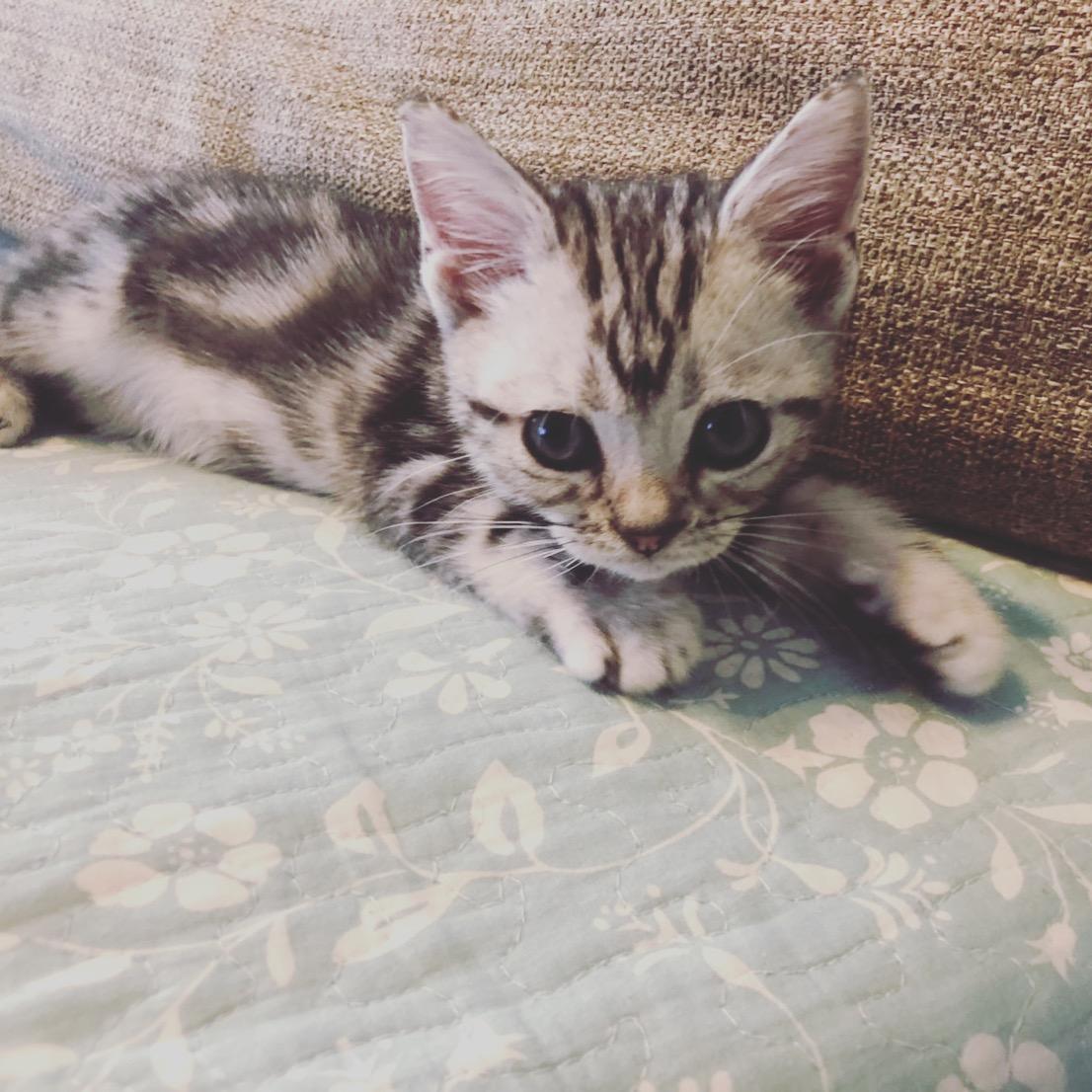 わんにゃんサイトの猫の写真