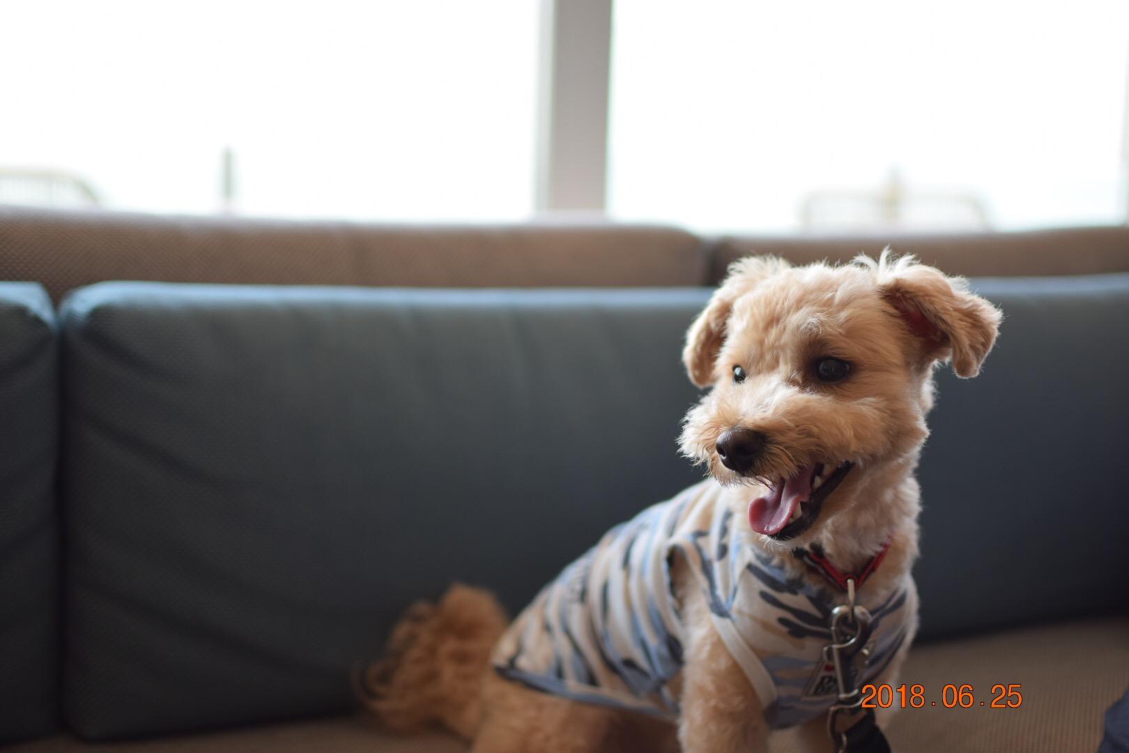 わんにゃんサイトの犬の写真