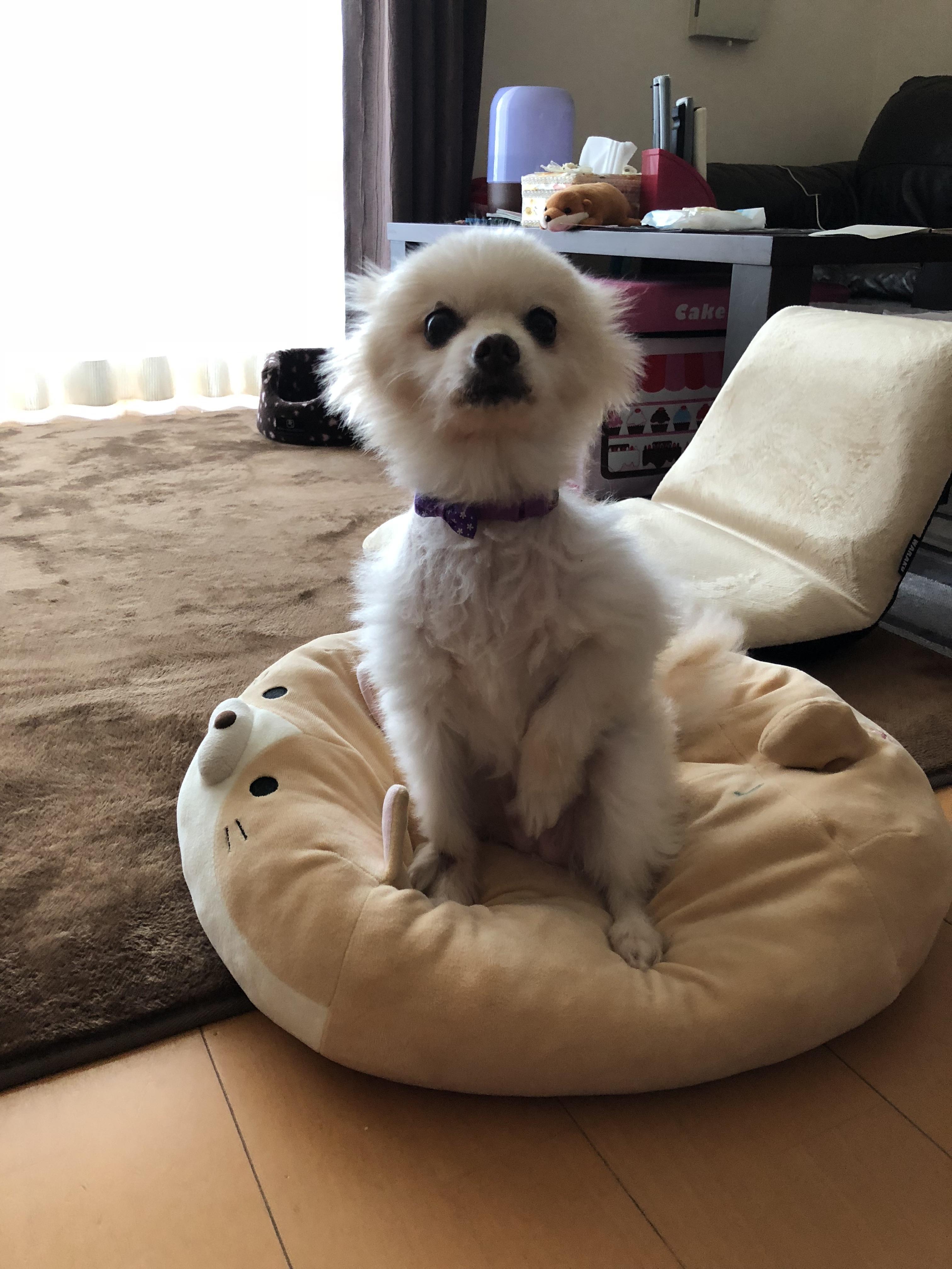 わんにゃんサイトの犬の写真