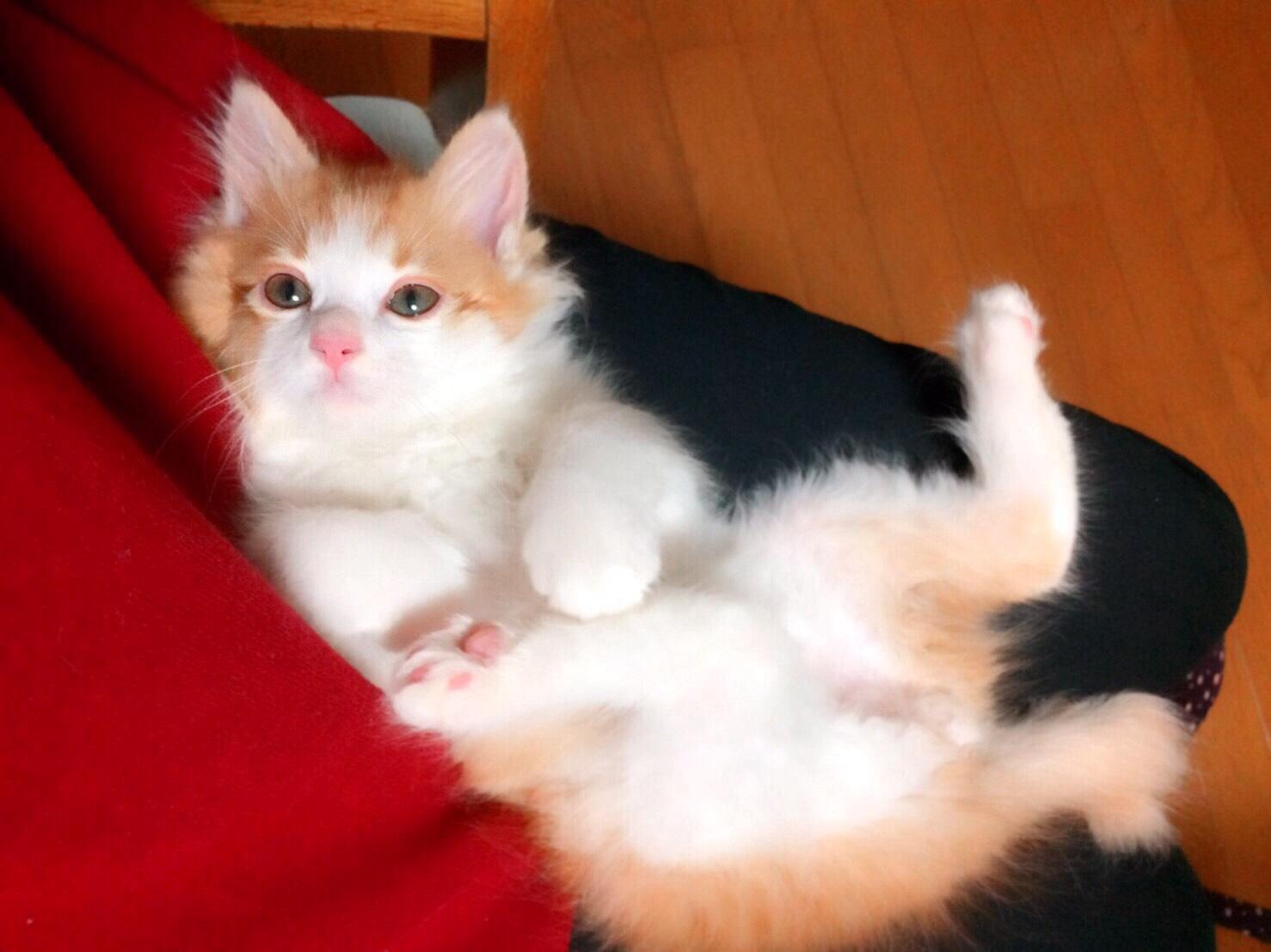 わんにゃんサイトの猫の写真