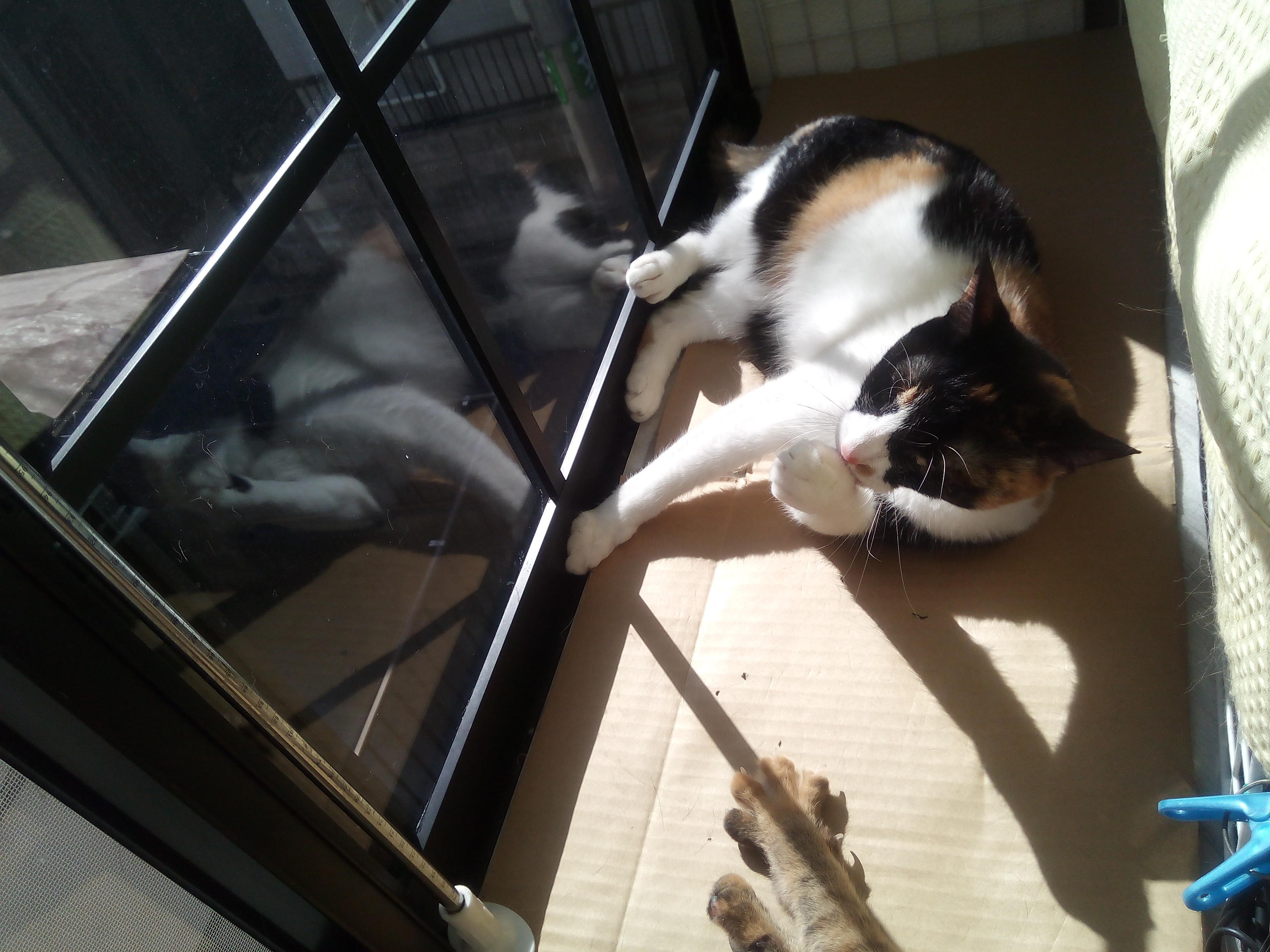 わんにゃんサイトの猫の写真