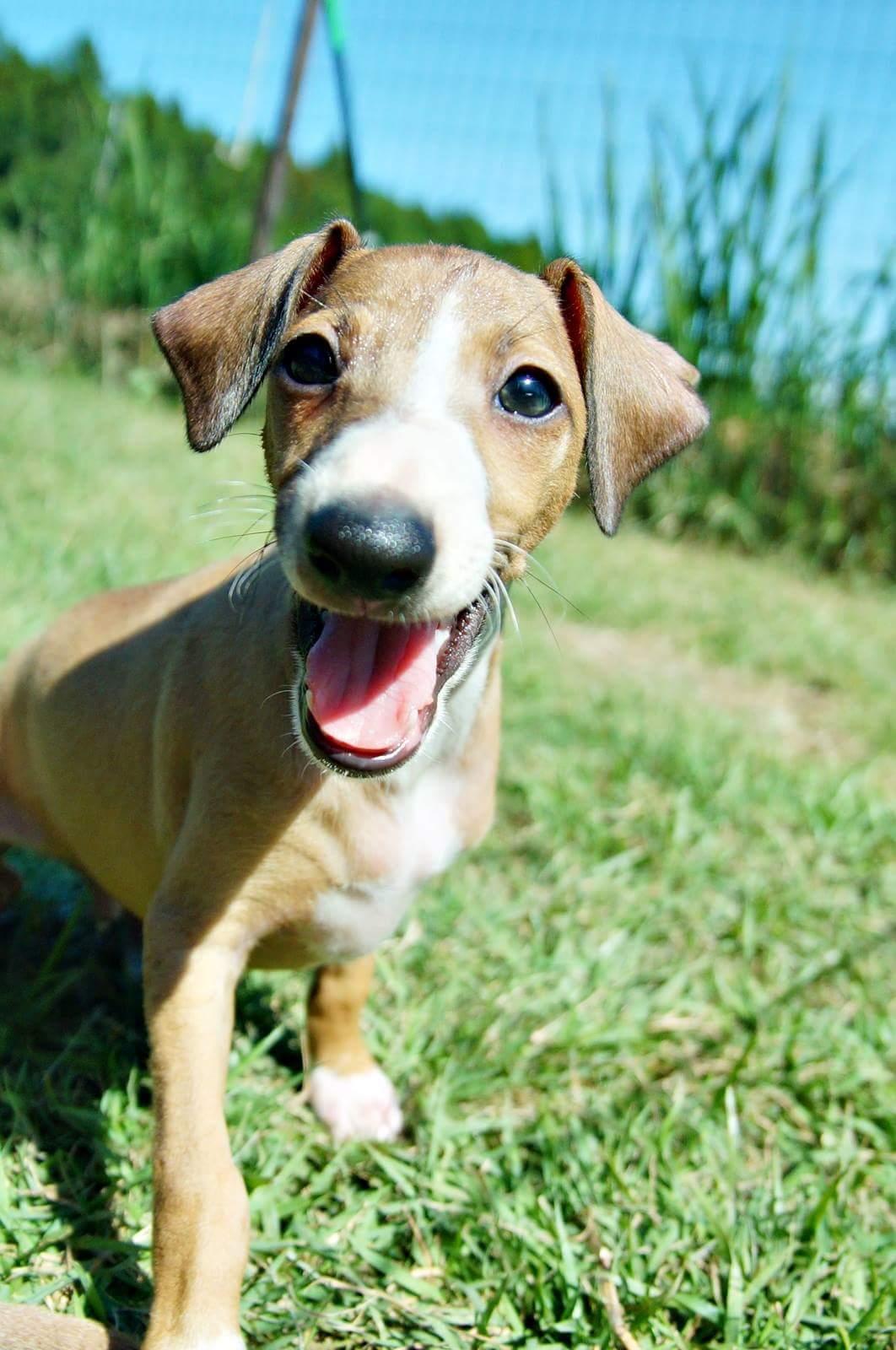 わんにゃんサイトの犬の写真